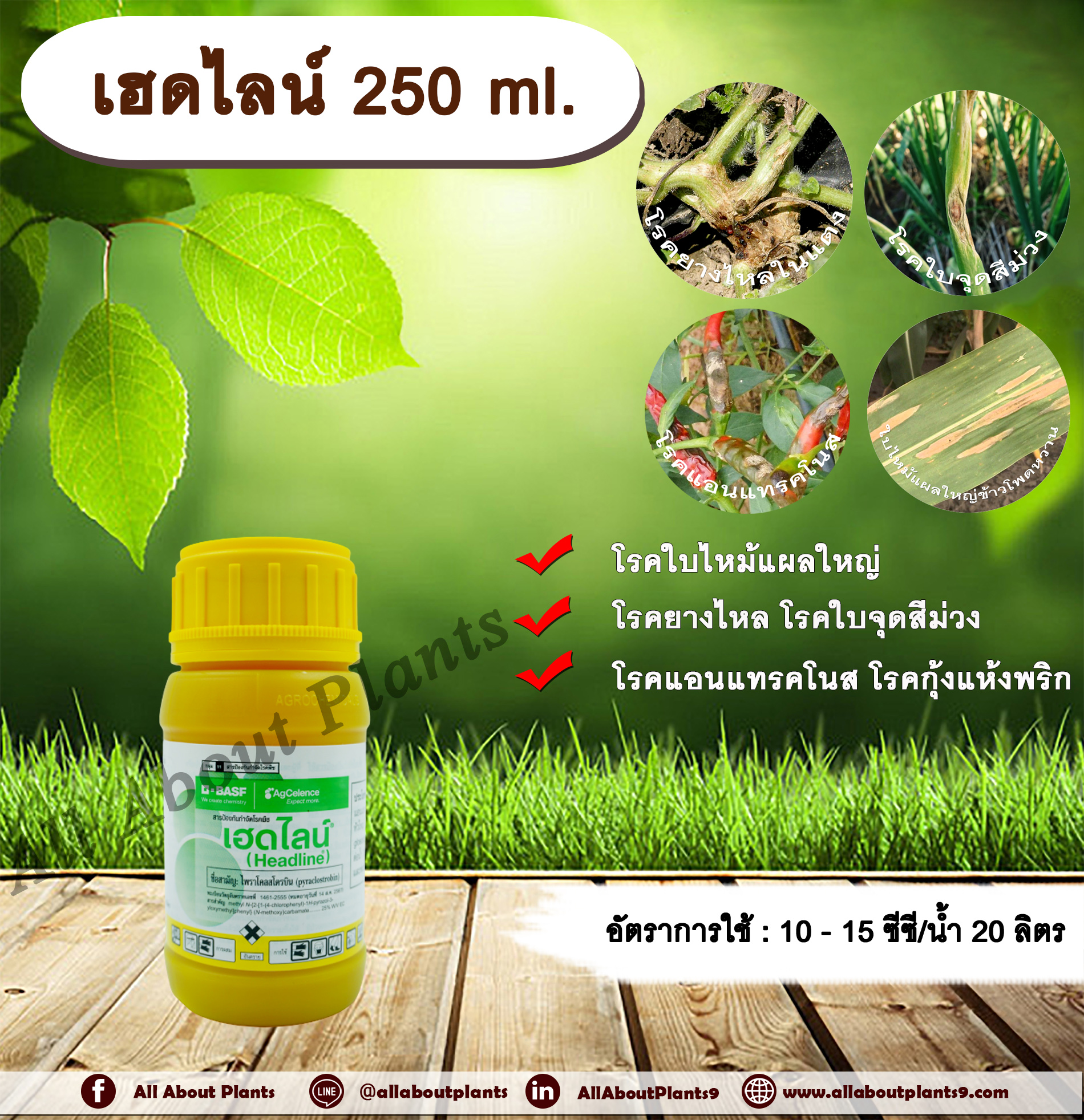 เฮดไลน์ 250 ml. ไพราโคลสโตรบิน สารกำจัดโรคพืช โรคพืช โรคใบไหม้แผลใหญ่ โรคยางไหล โรคใบจุดสีม่วง โรคแอนแทรคโนส โรคกุ้งแห้งพริก allaboutplants ขวด