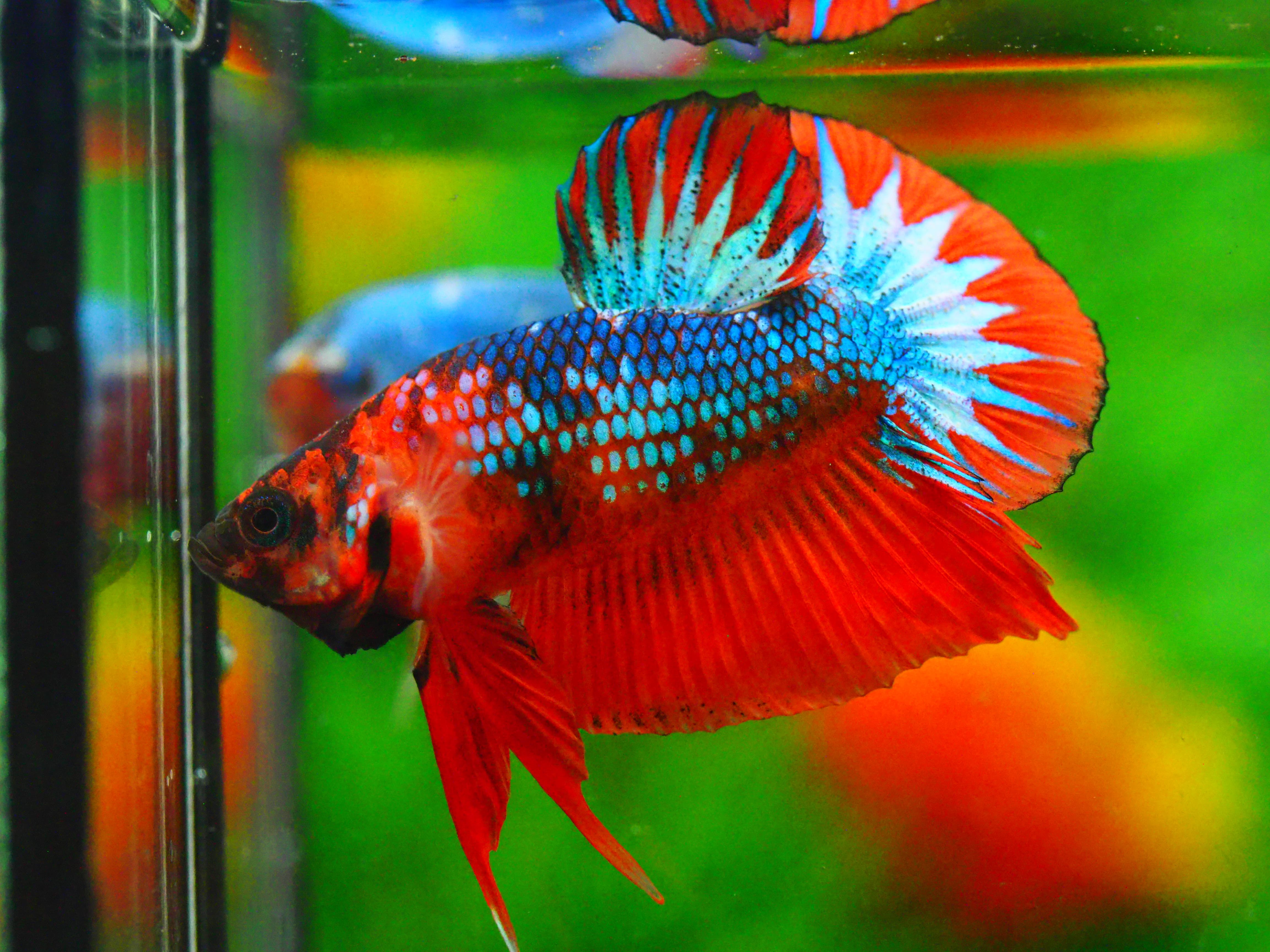 HMPK FANCY MALE GRADE A +++