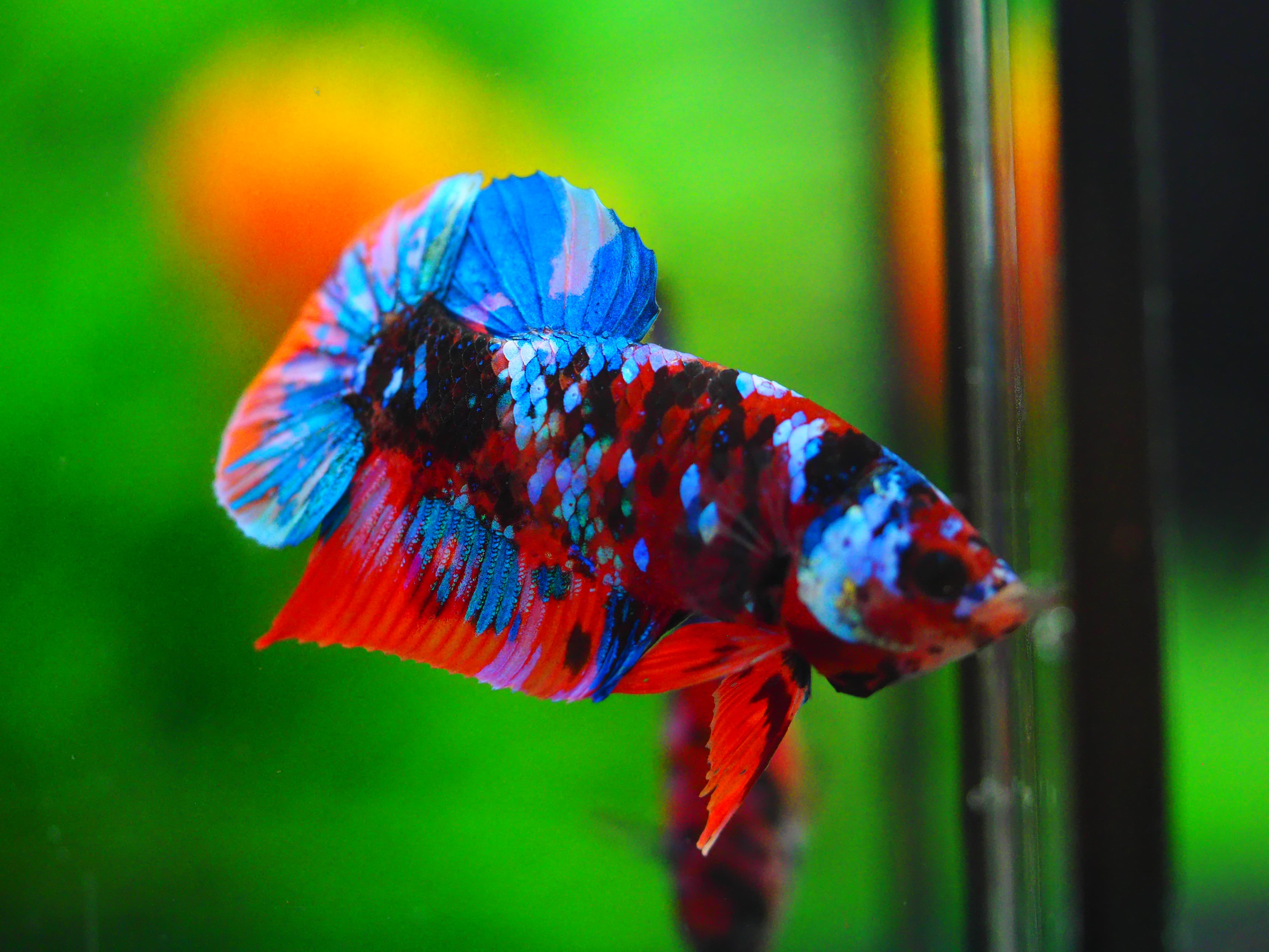 HMPK KOI GALAXY MALE GRADE A++