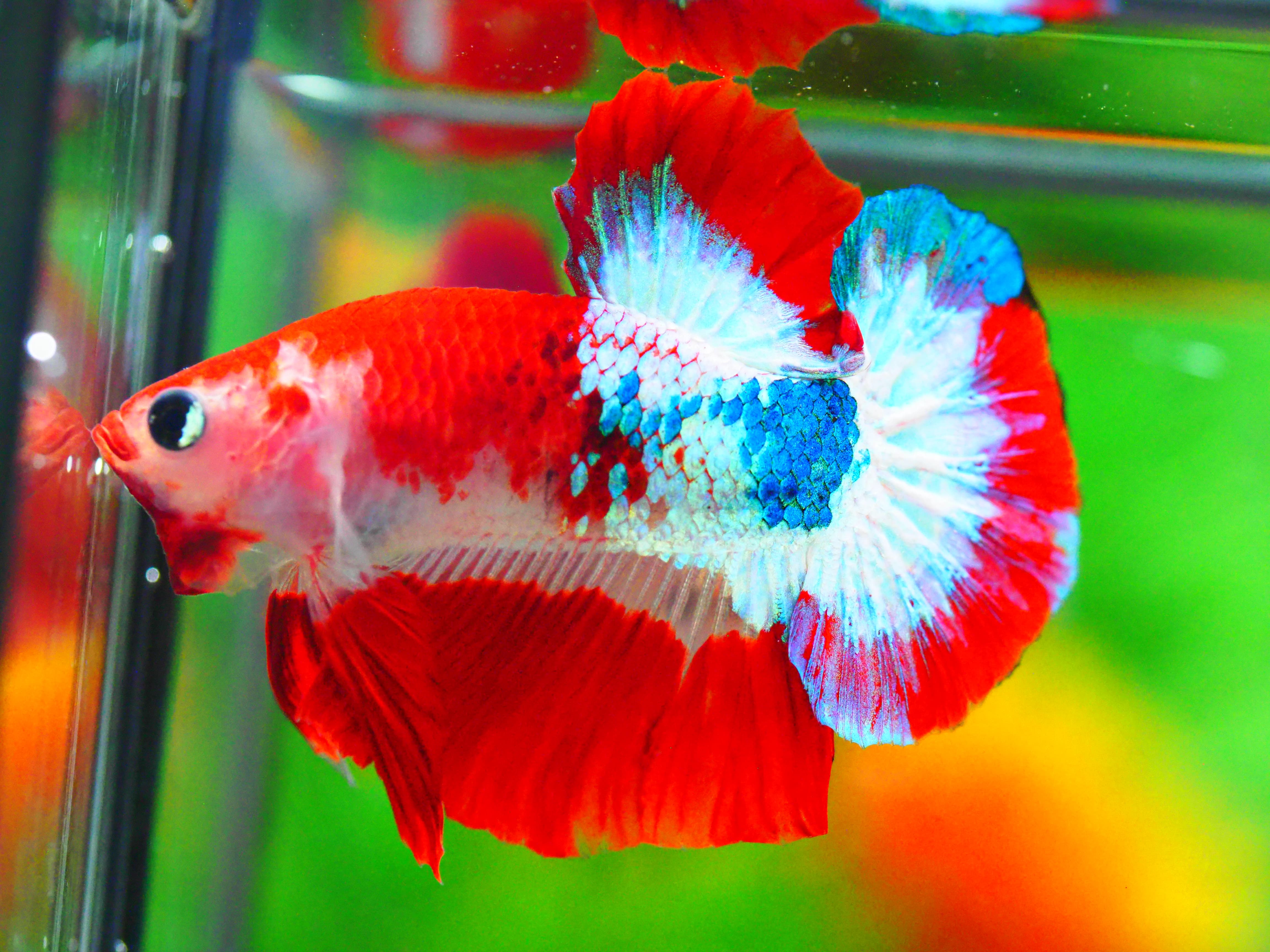 HMPK FANCY MALE GRADE A +++