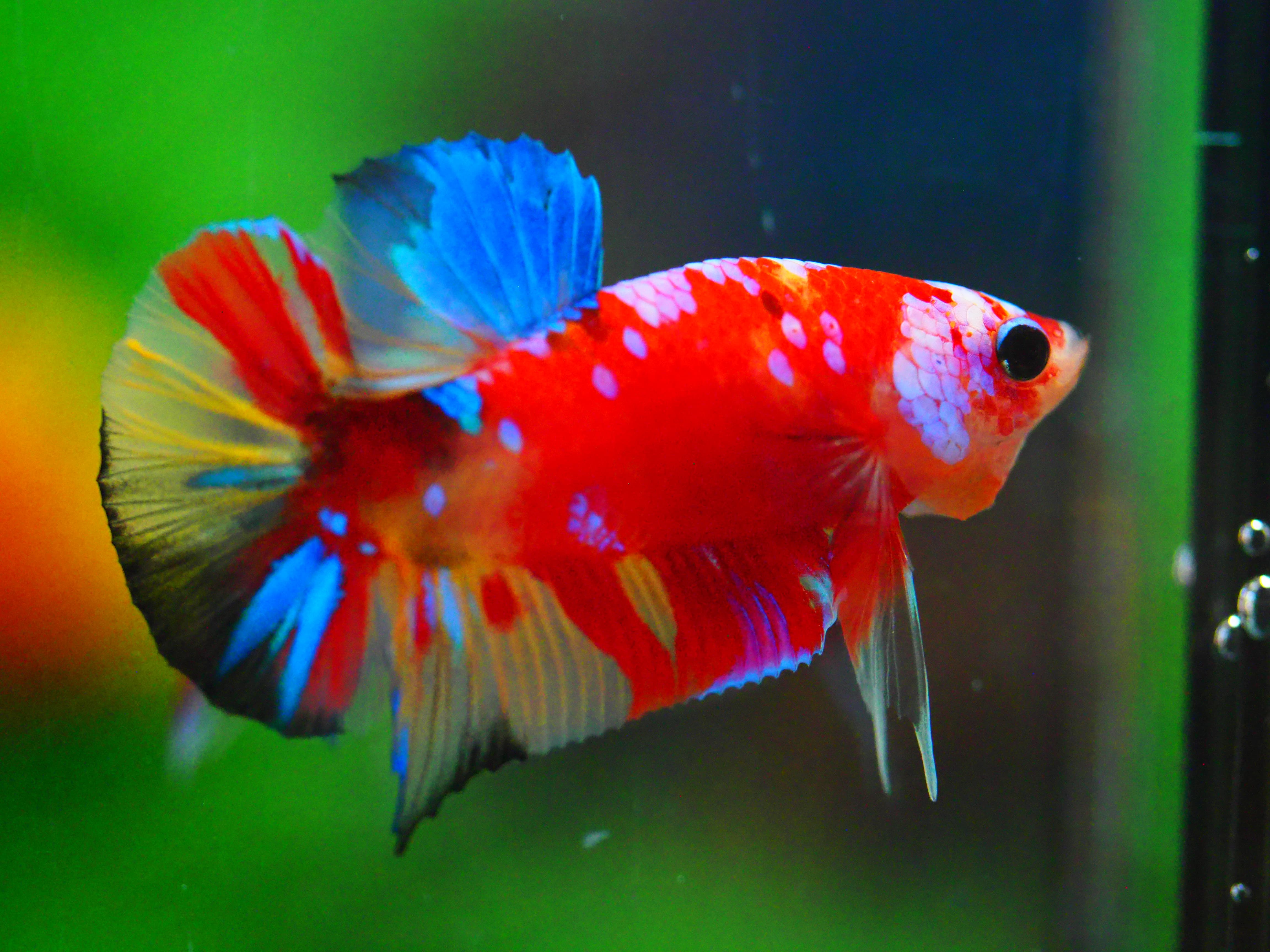 HMPK NEMO GALAXY MALE GRADE A +++