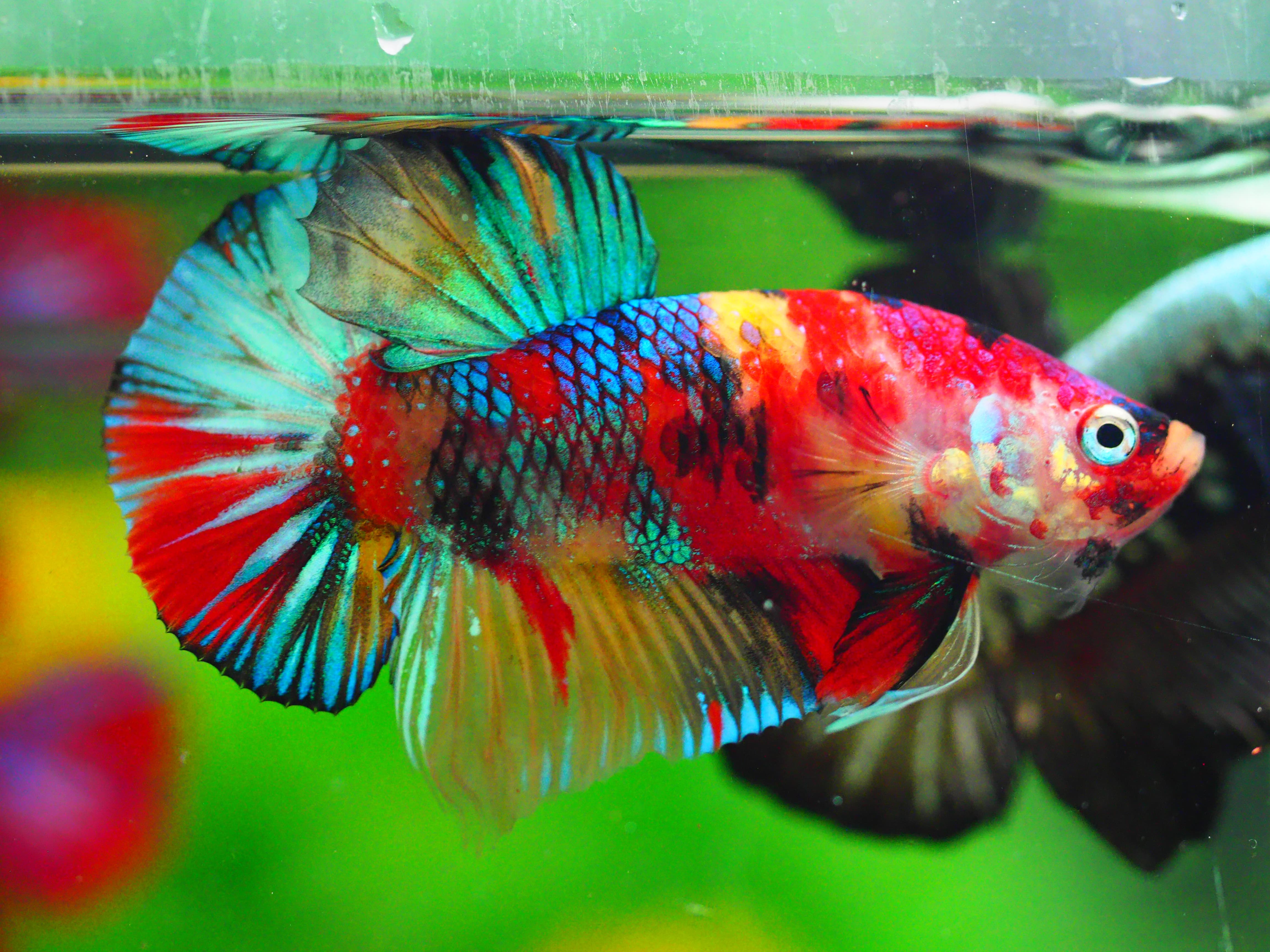 HMPK KOI GALAXY MALE GRADE A +++