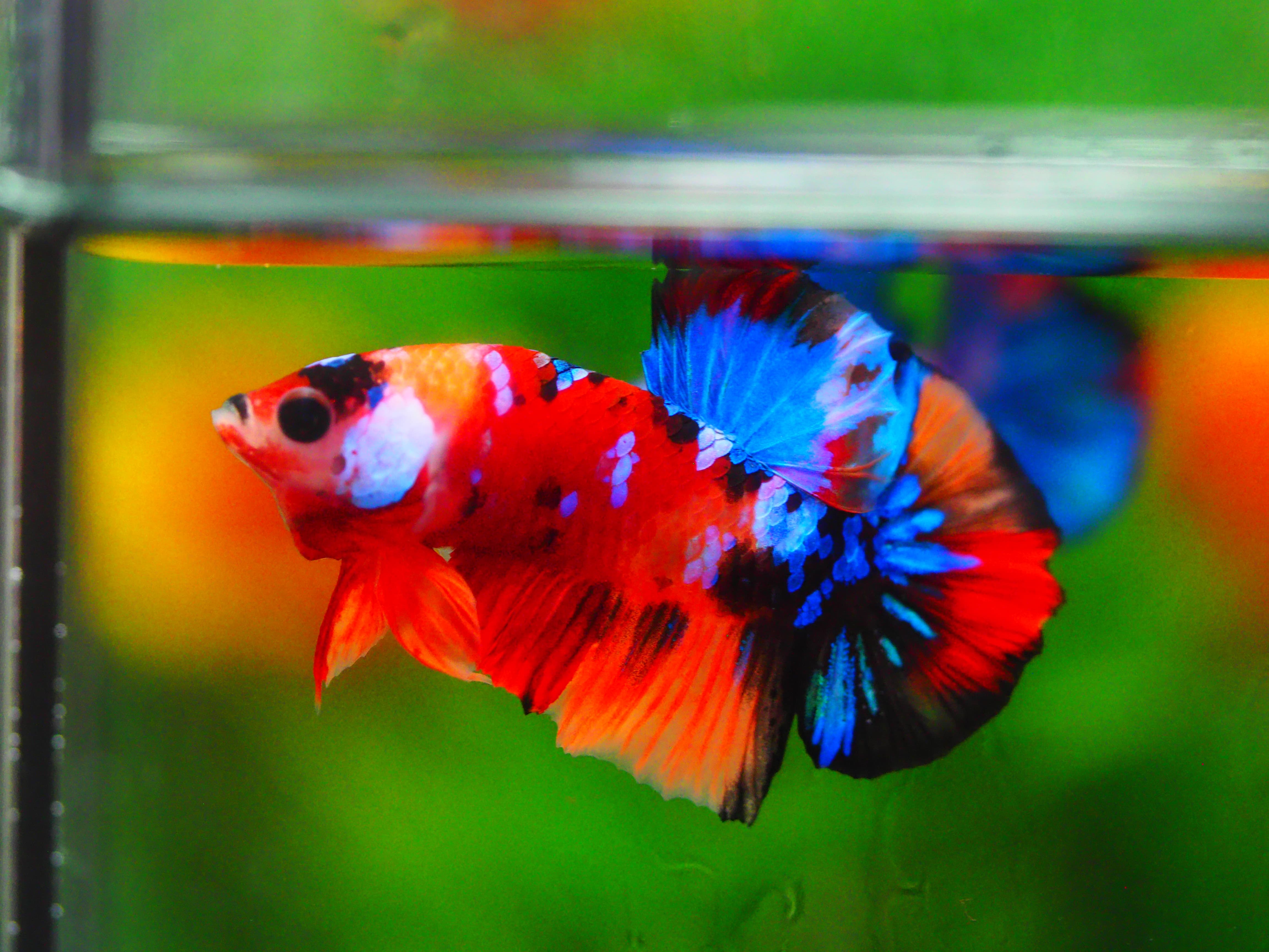 HMPK KOI GALAXY MALE GRADE A +++