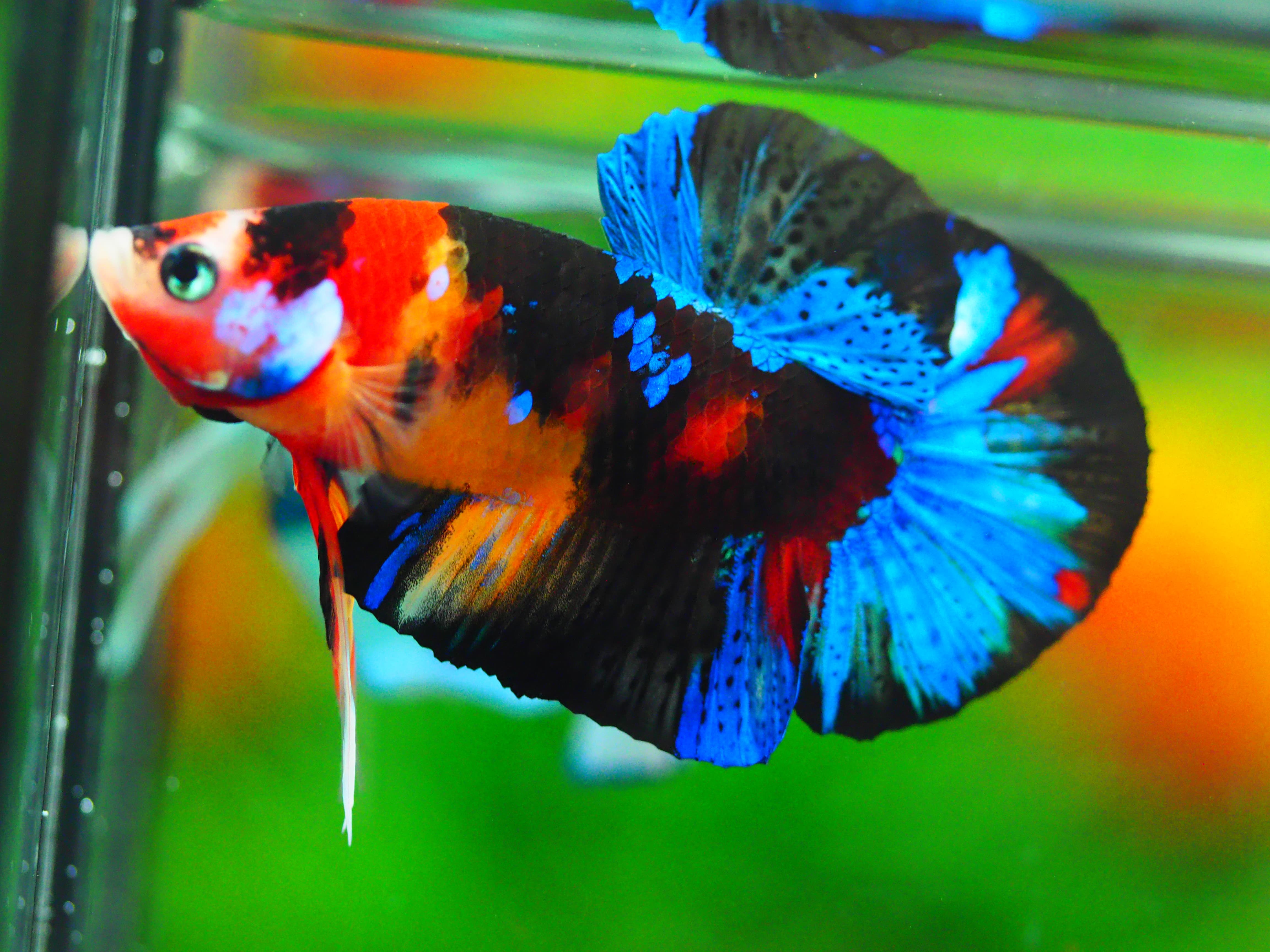 HMPK NEMO GALAXY MALE GRADE A +++