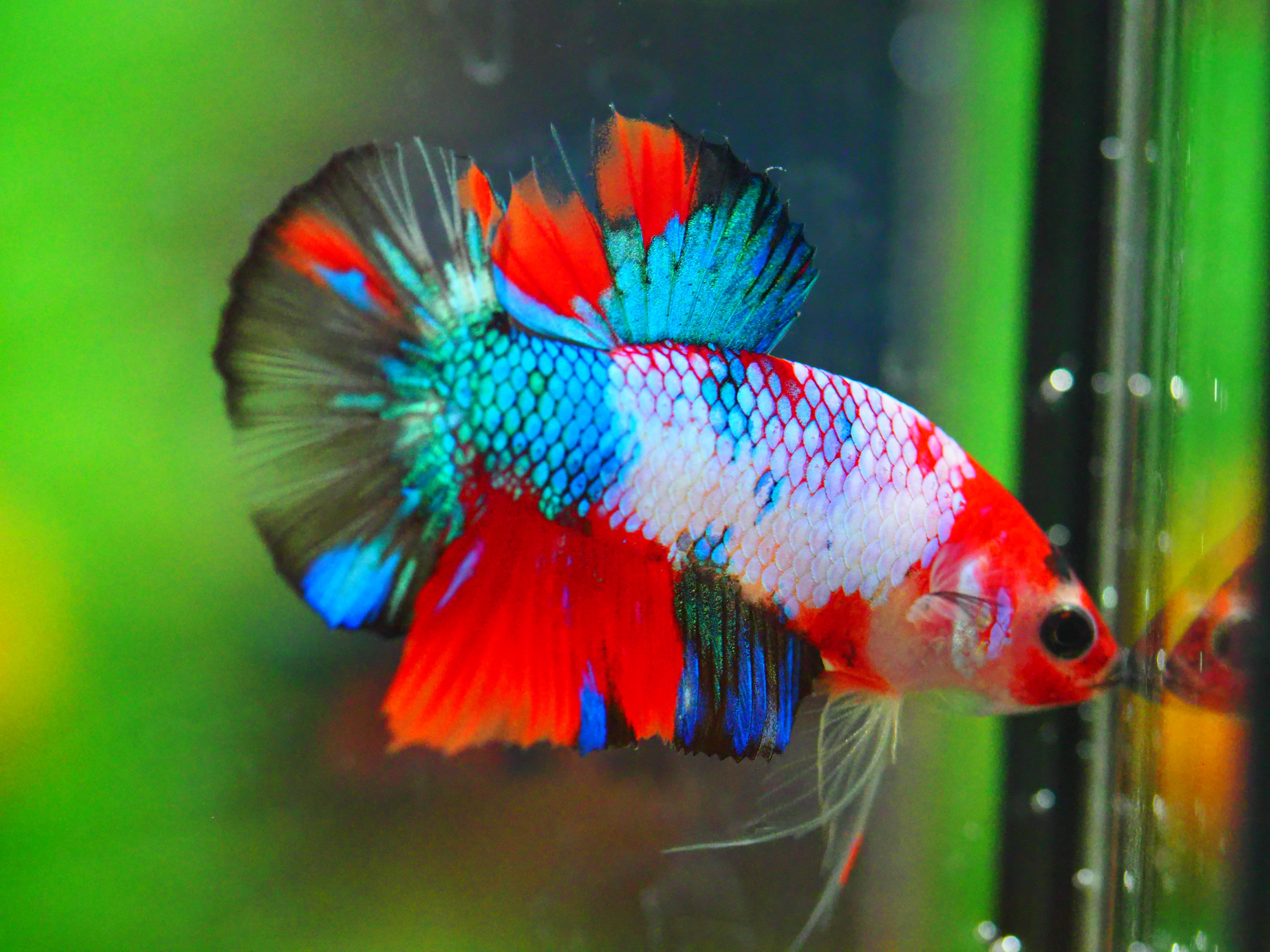 HMPKKOI GALAXY MALE GRADE A +++