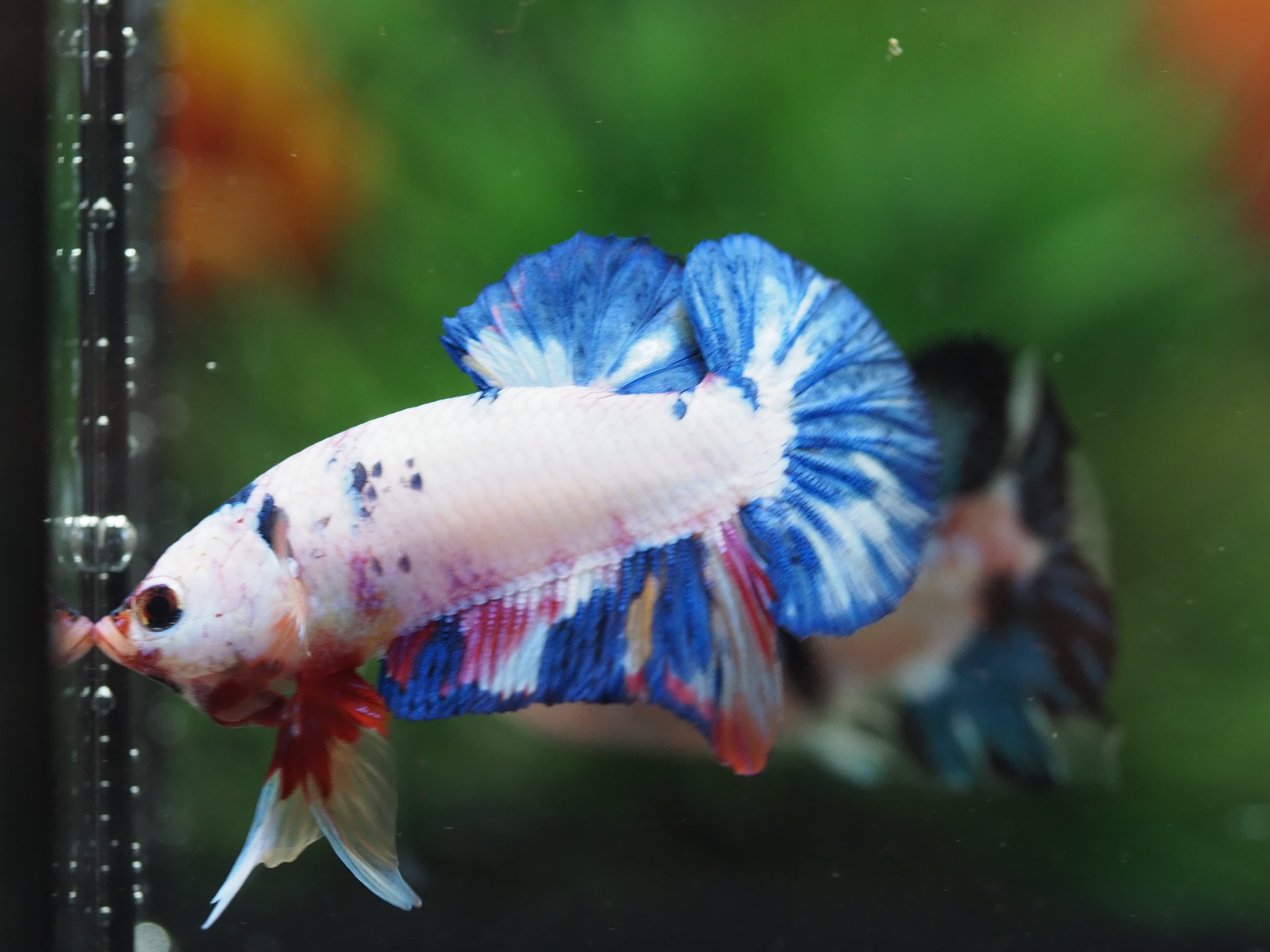HMPK KOI FANCY MALE GRADE A+++