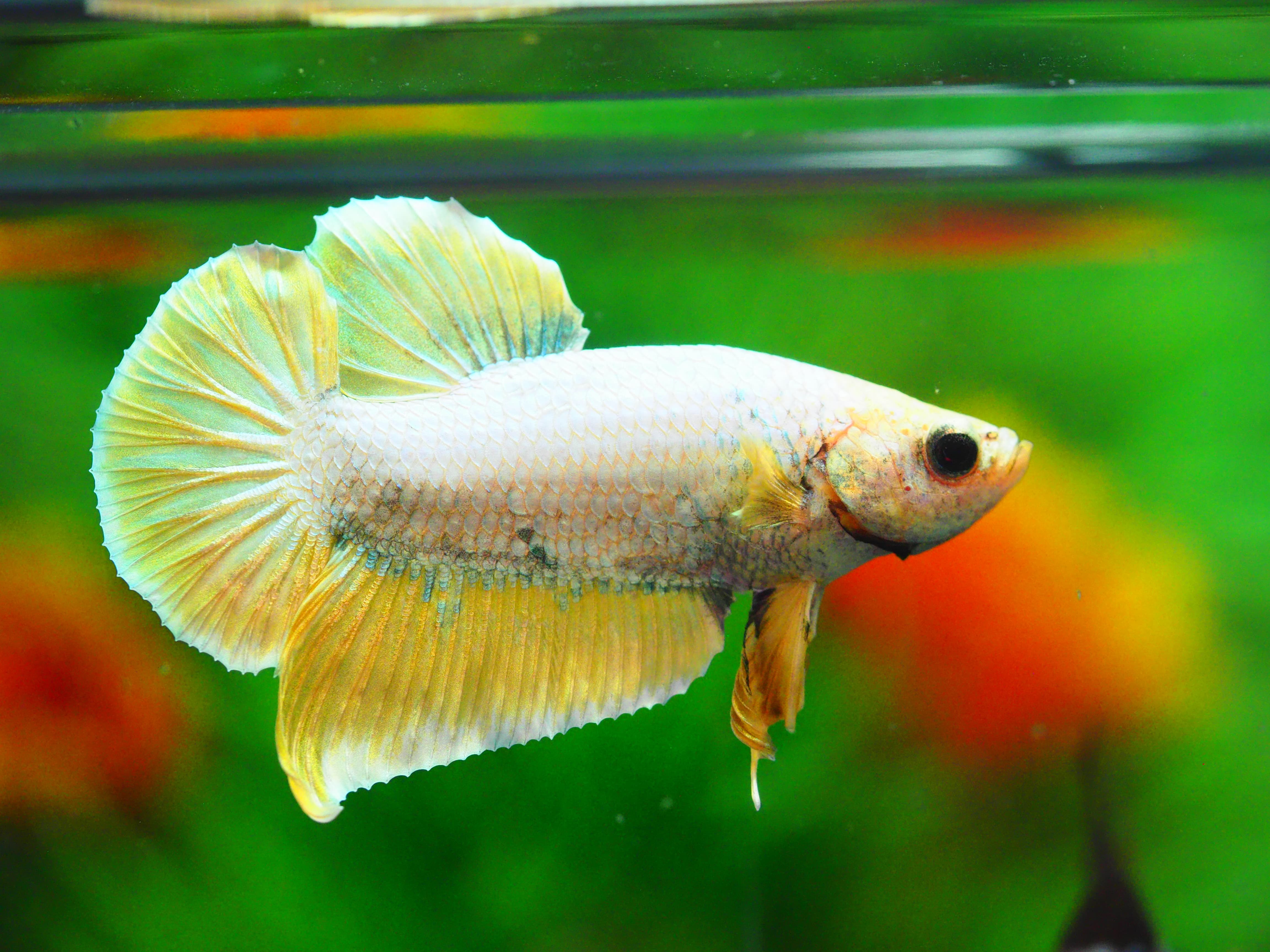 HMPK FANCY MALE GRADE A++