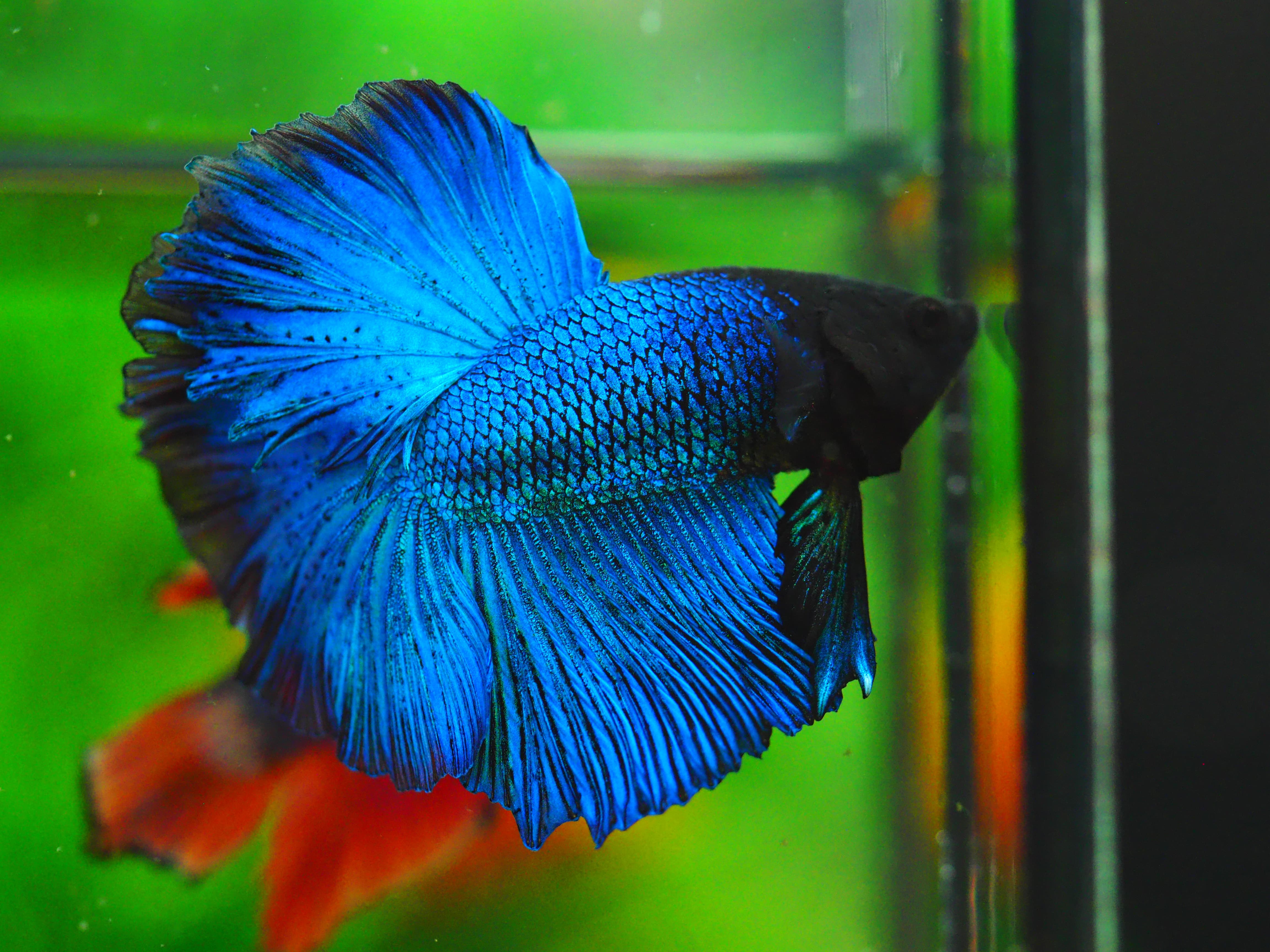 HM FANCY MALE GRADE A++