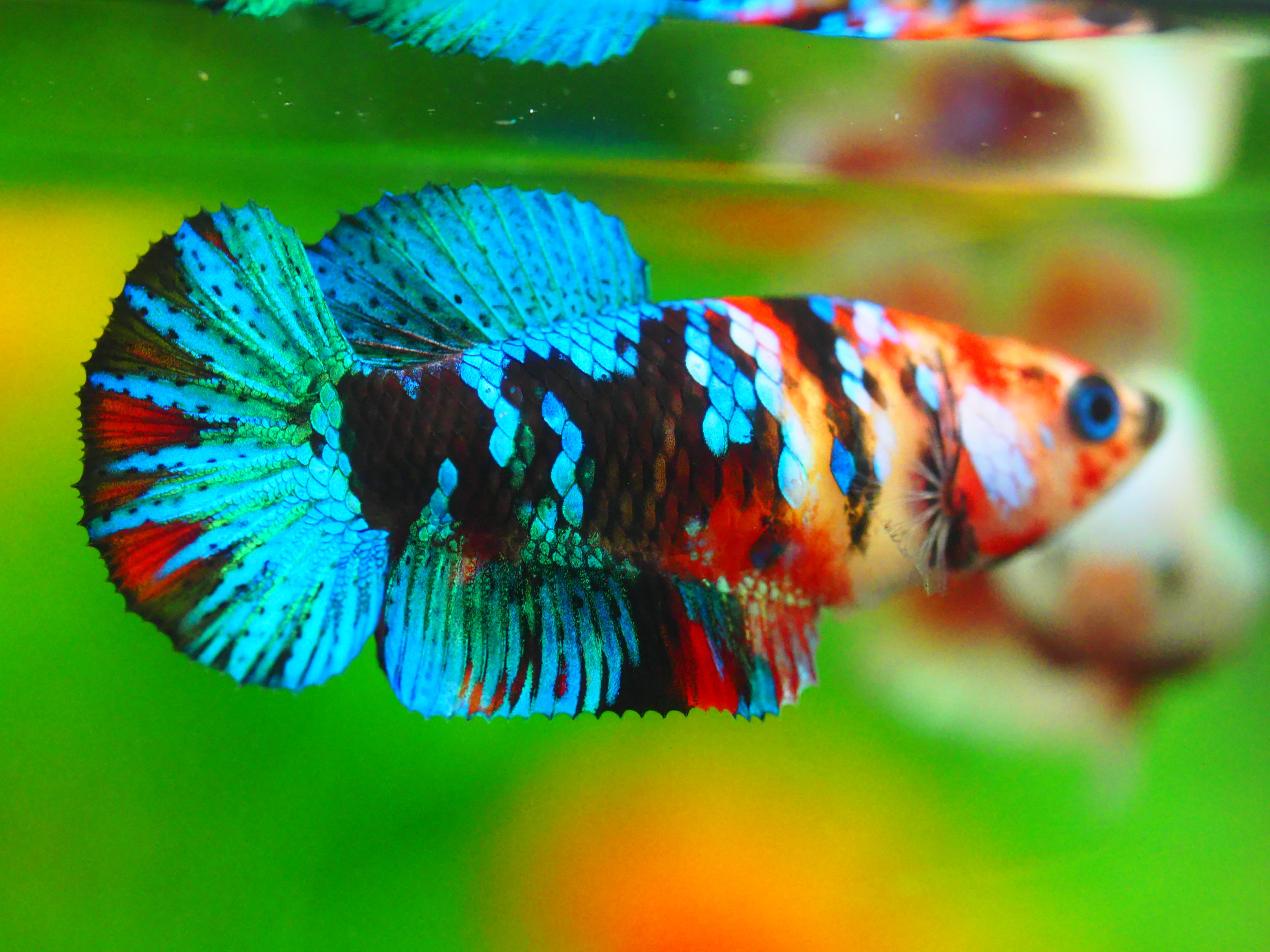 HMPK KOI GALAXY FN MALE GRADE A +++ ไมมีตะเกรียบ