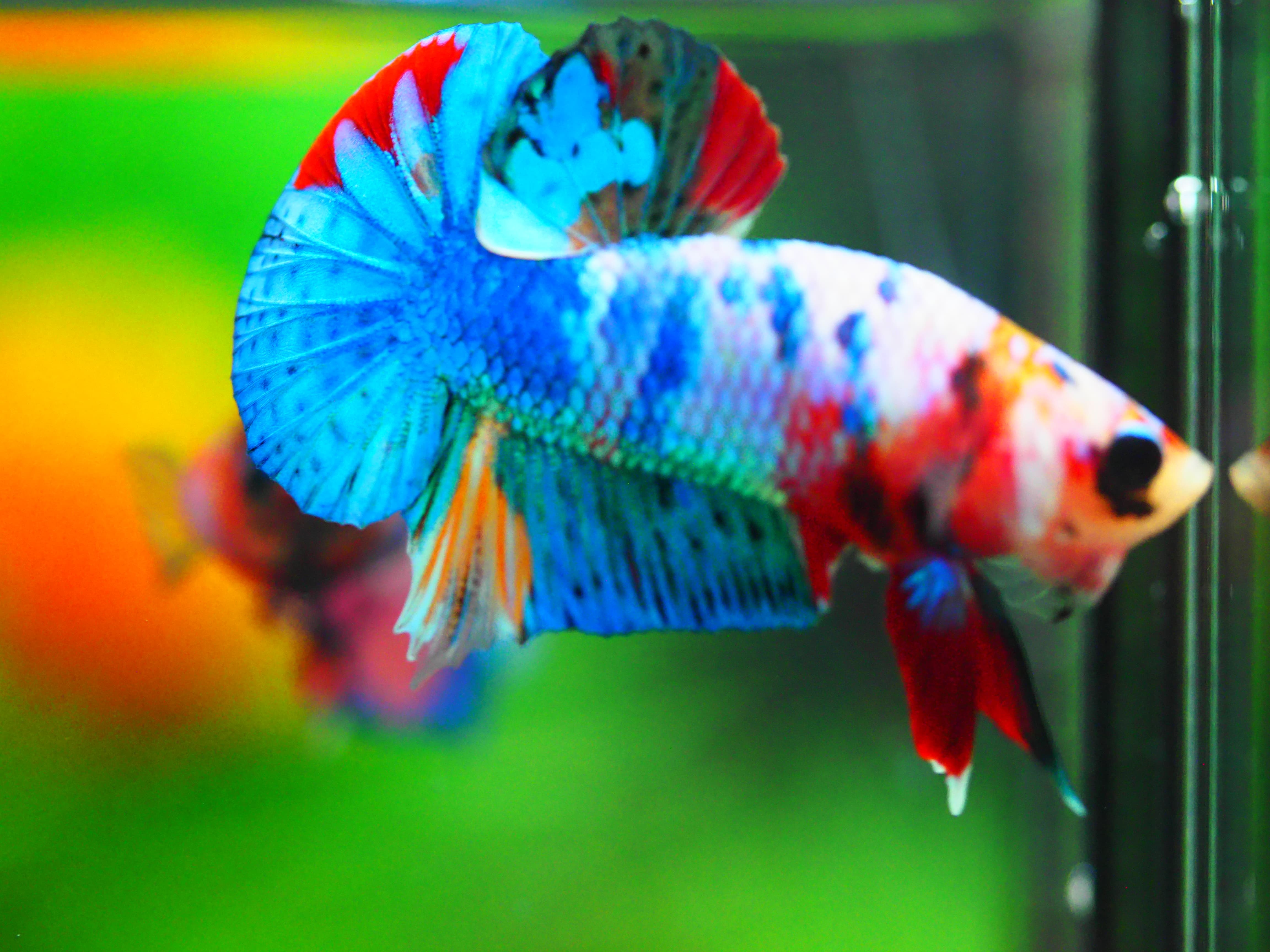 HMPK KOI FANCY MALE GRADE A +++