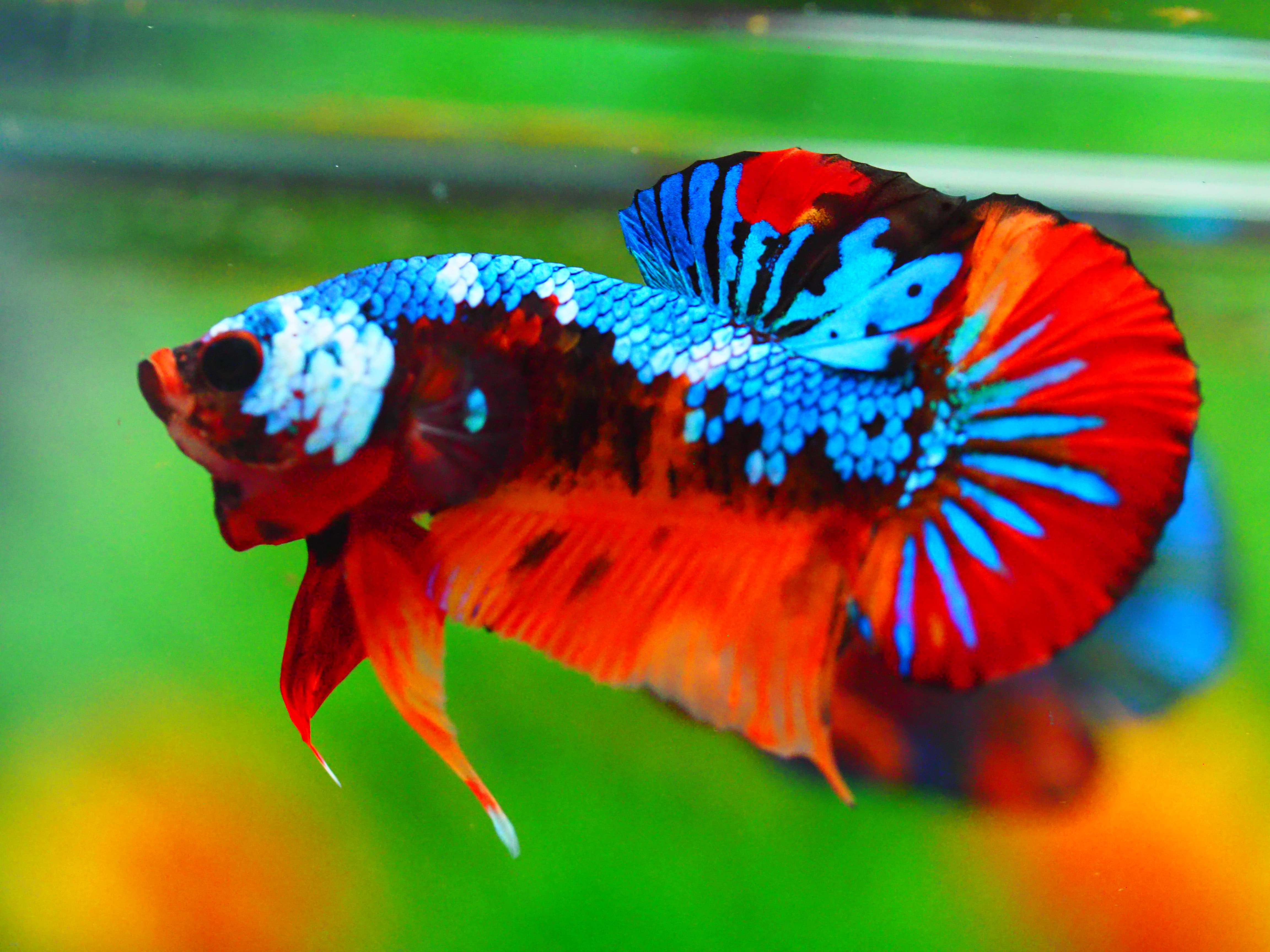 HMPK NEMO GALAXY MALE GRADE A +++