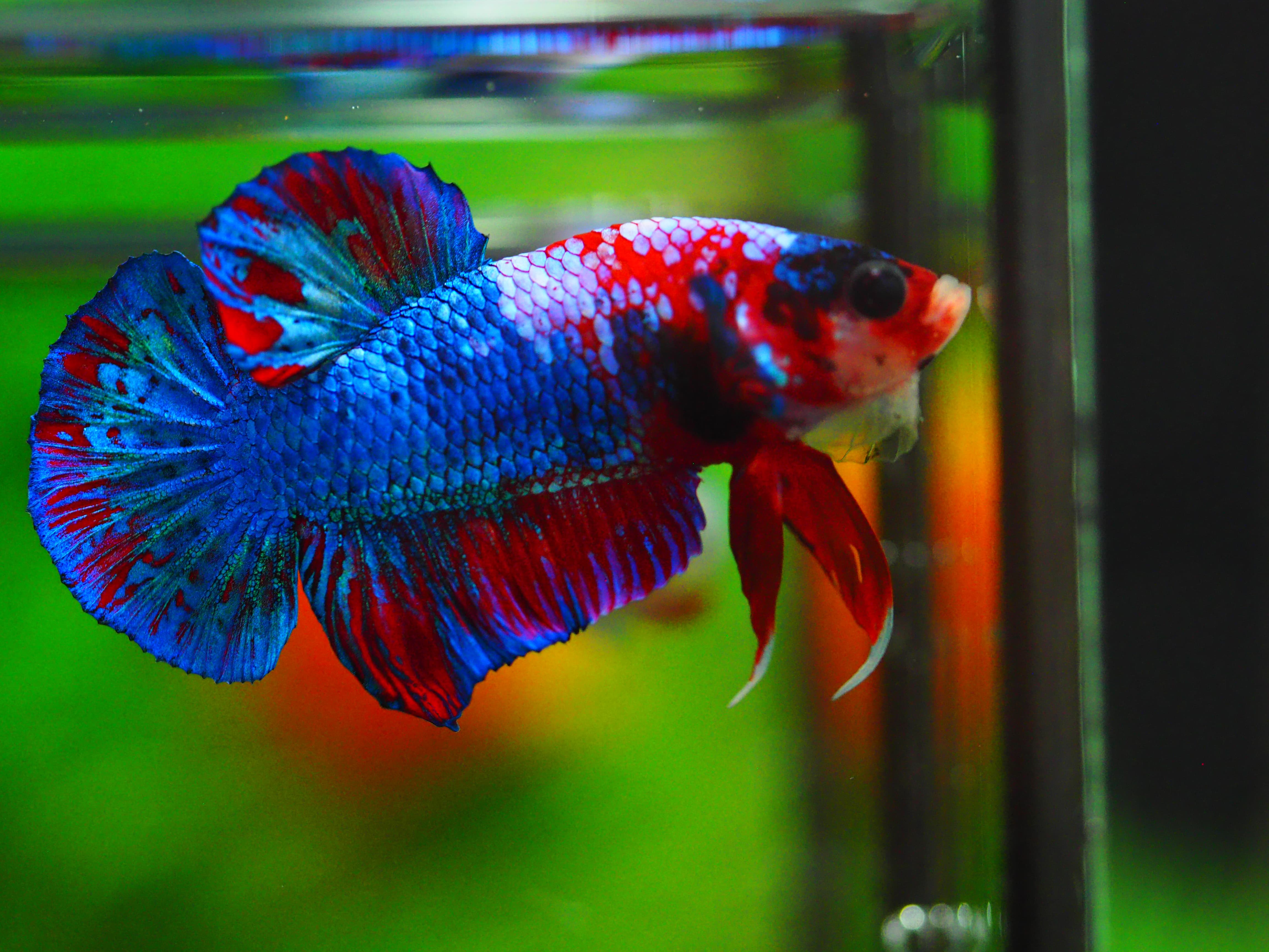 HMPK KOI GALAXY MALE GRADE A++