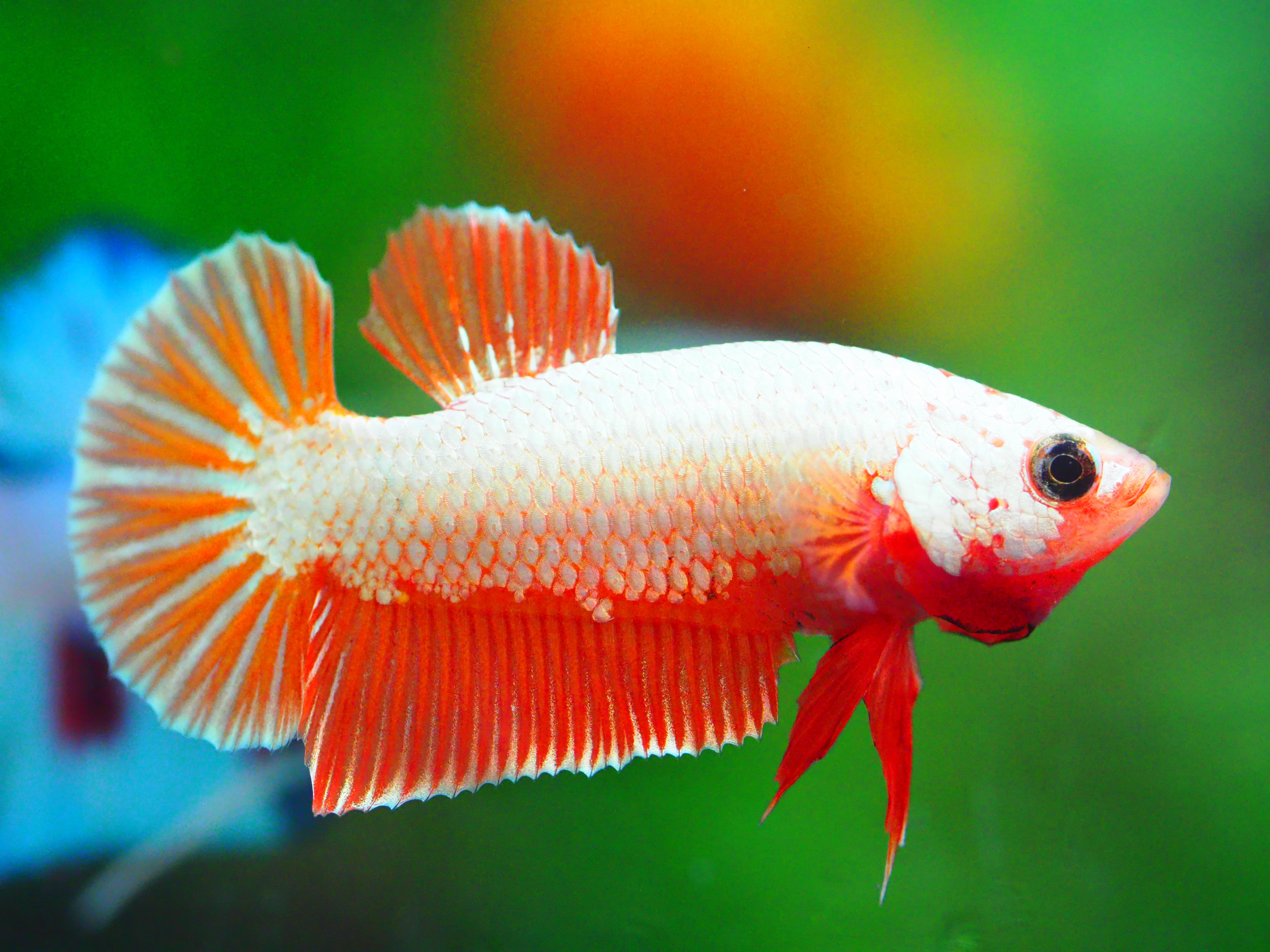 HMPK COPPER FANCY MALE GRADE A +++