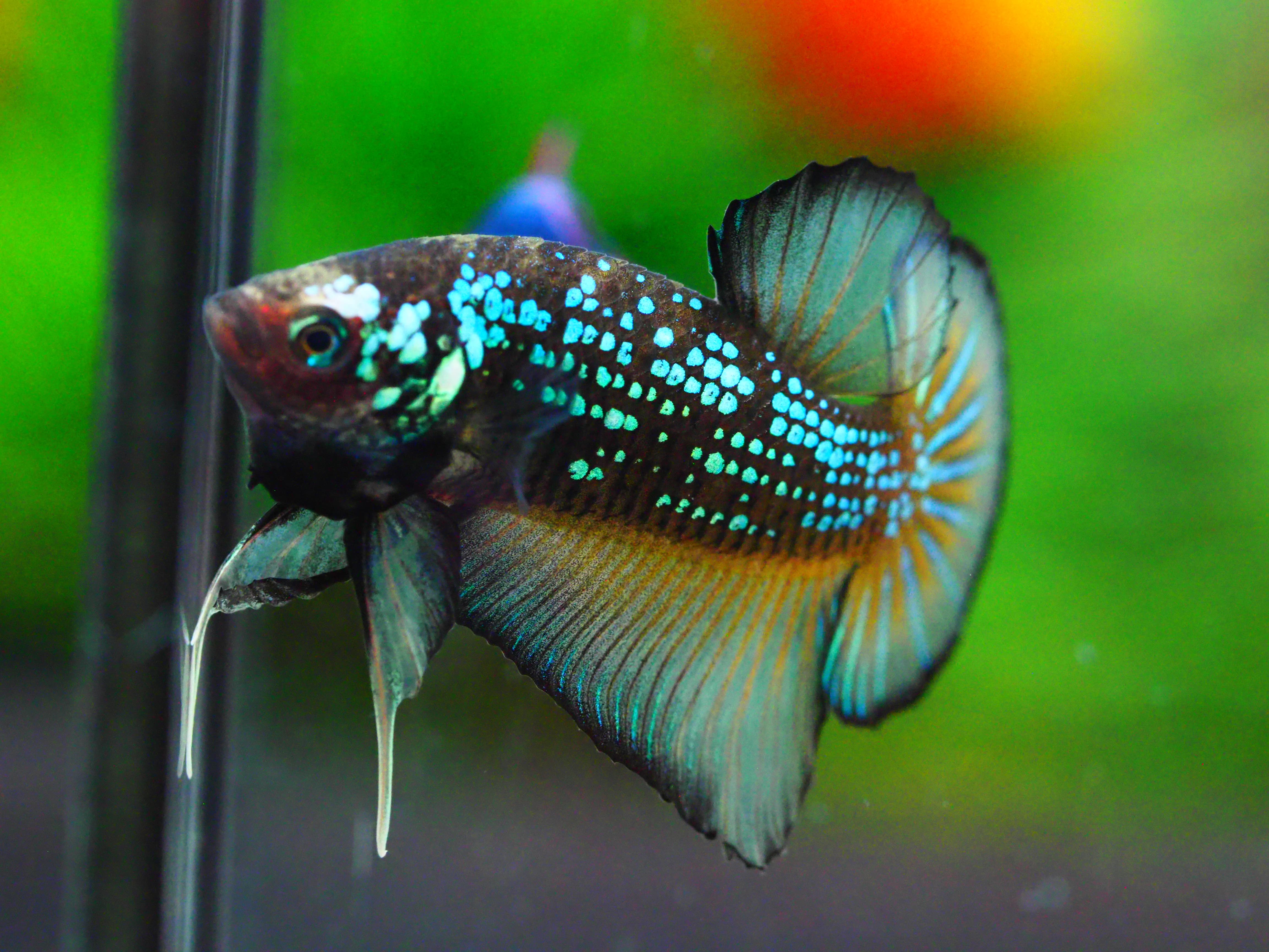 HMPK FANCY MALE GRADE A +++