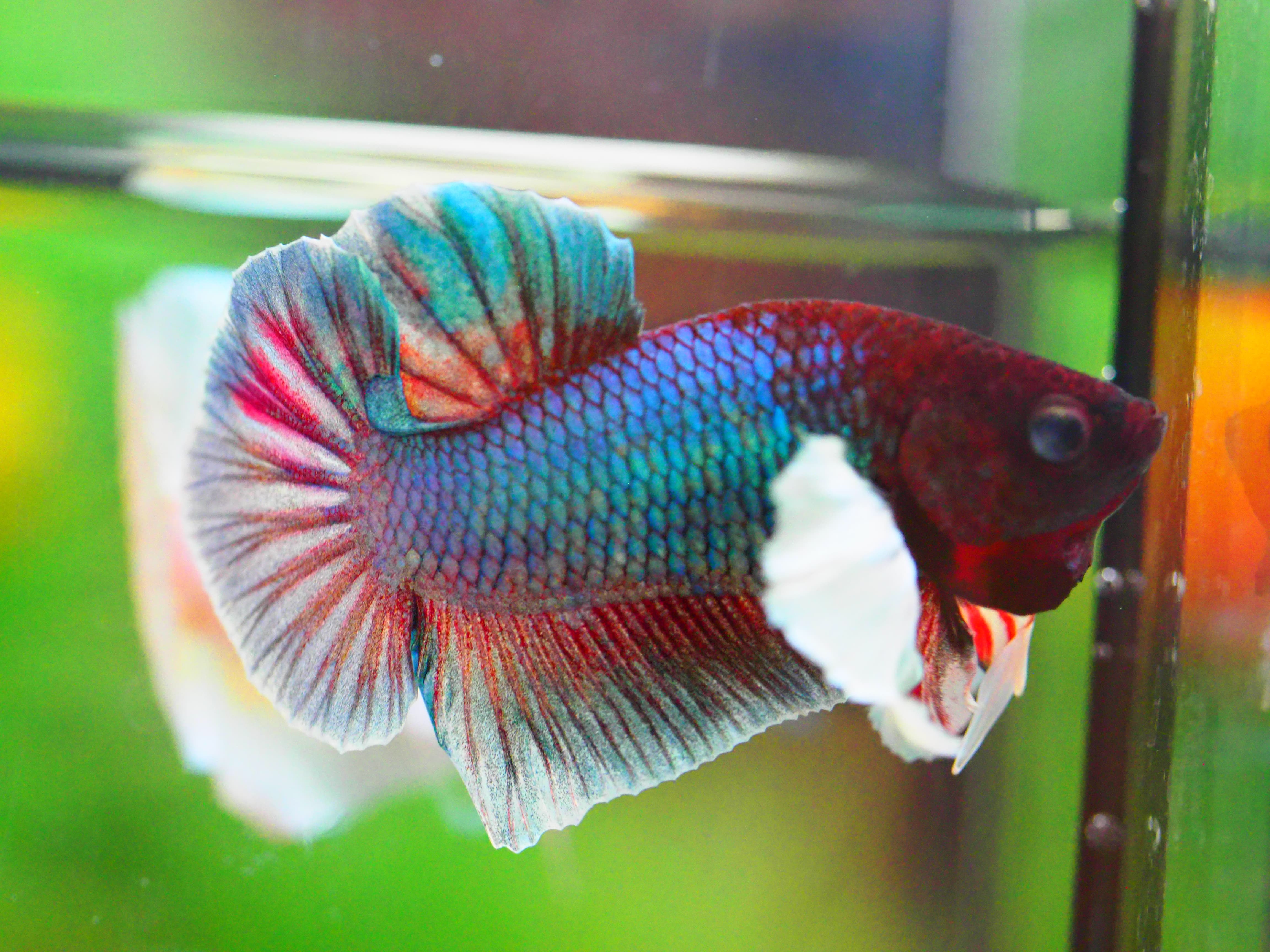 HMPK DUMBO MALE GRADE A +++