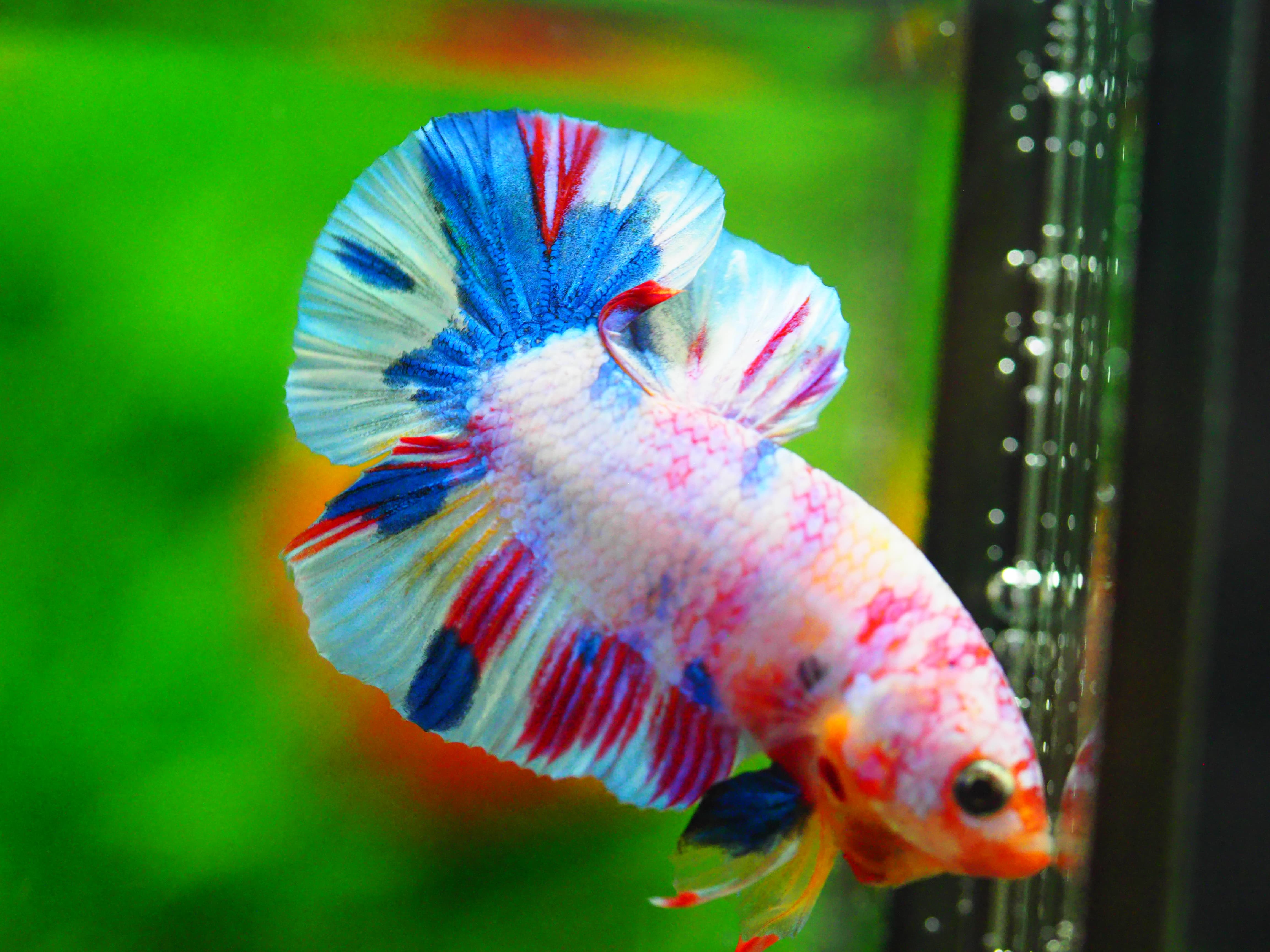 HMPK FANCY MALE GRADE A +++