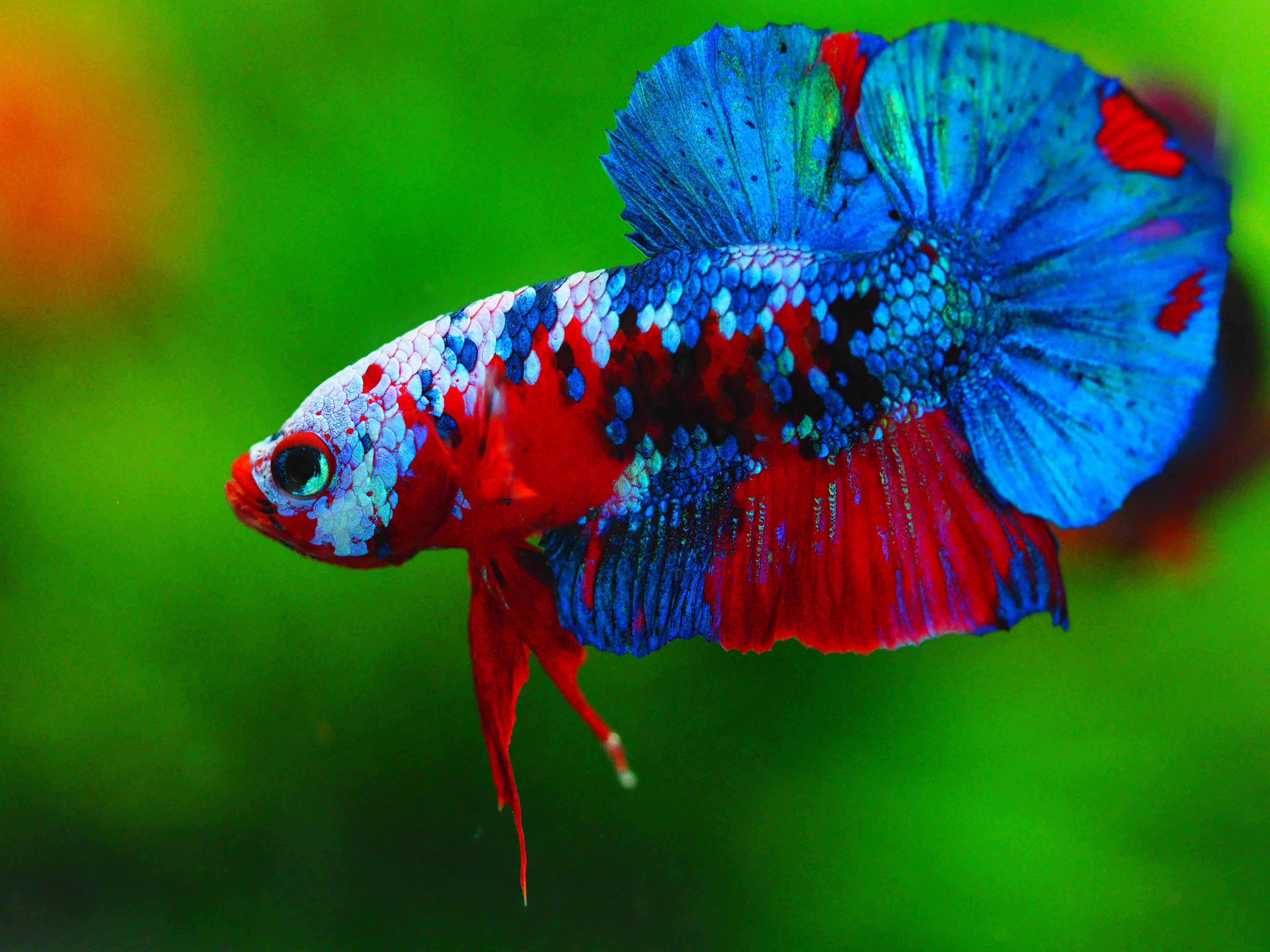 HMPK KOI GALAXY MALE GRADE A +++