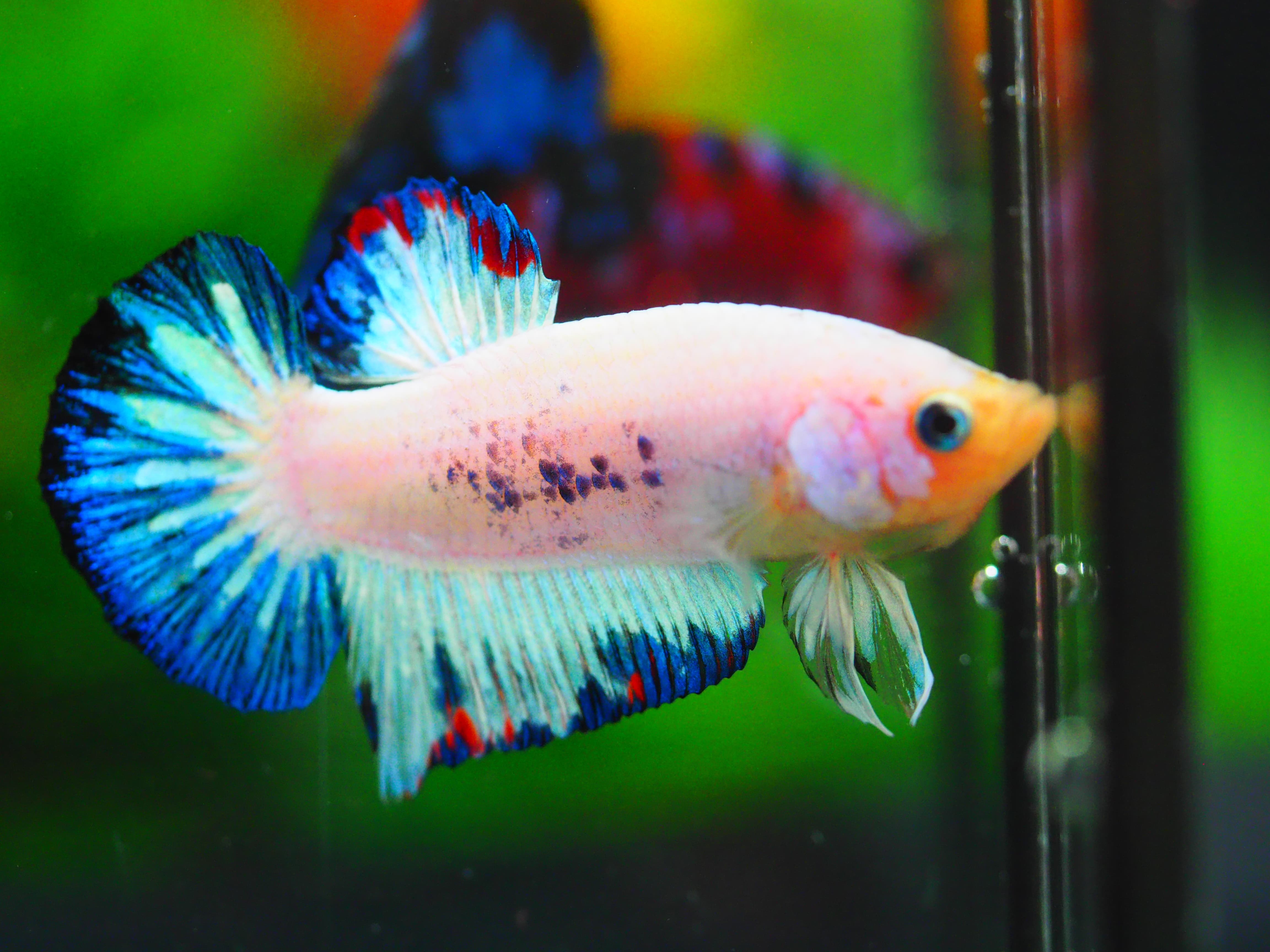 HMPK KOI FANCY MALE GRADE A+++ ปลาเด็ก