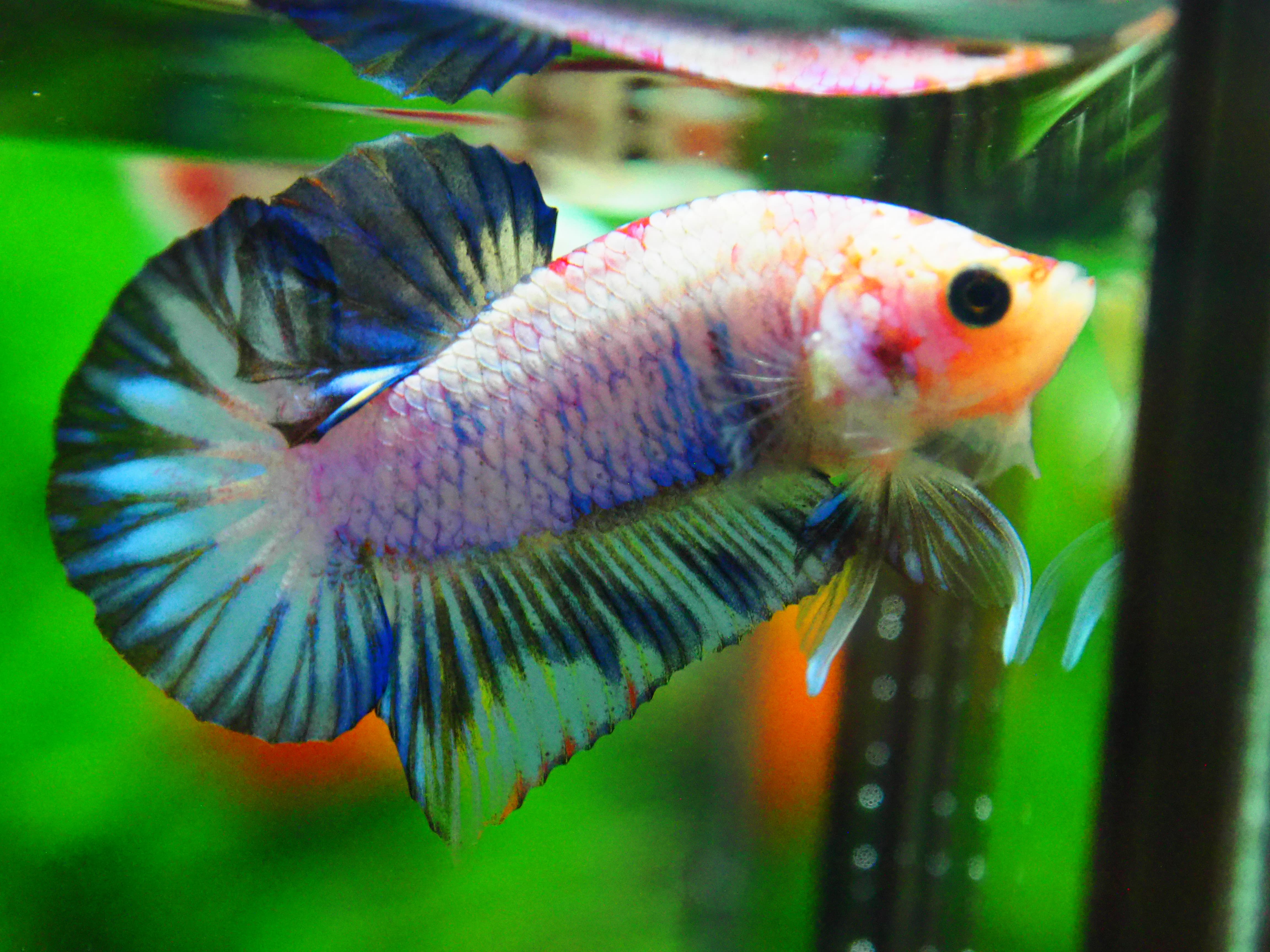 HMPK FANCY MALE GRADE A +++