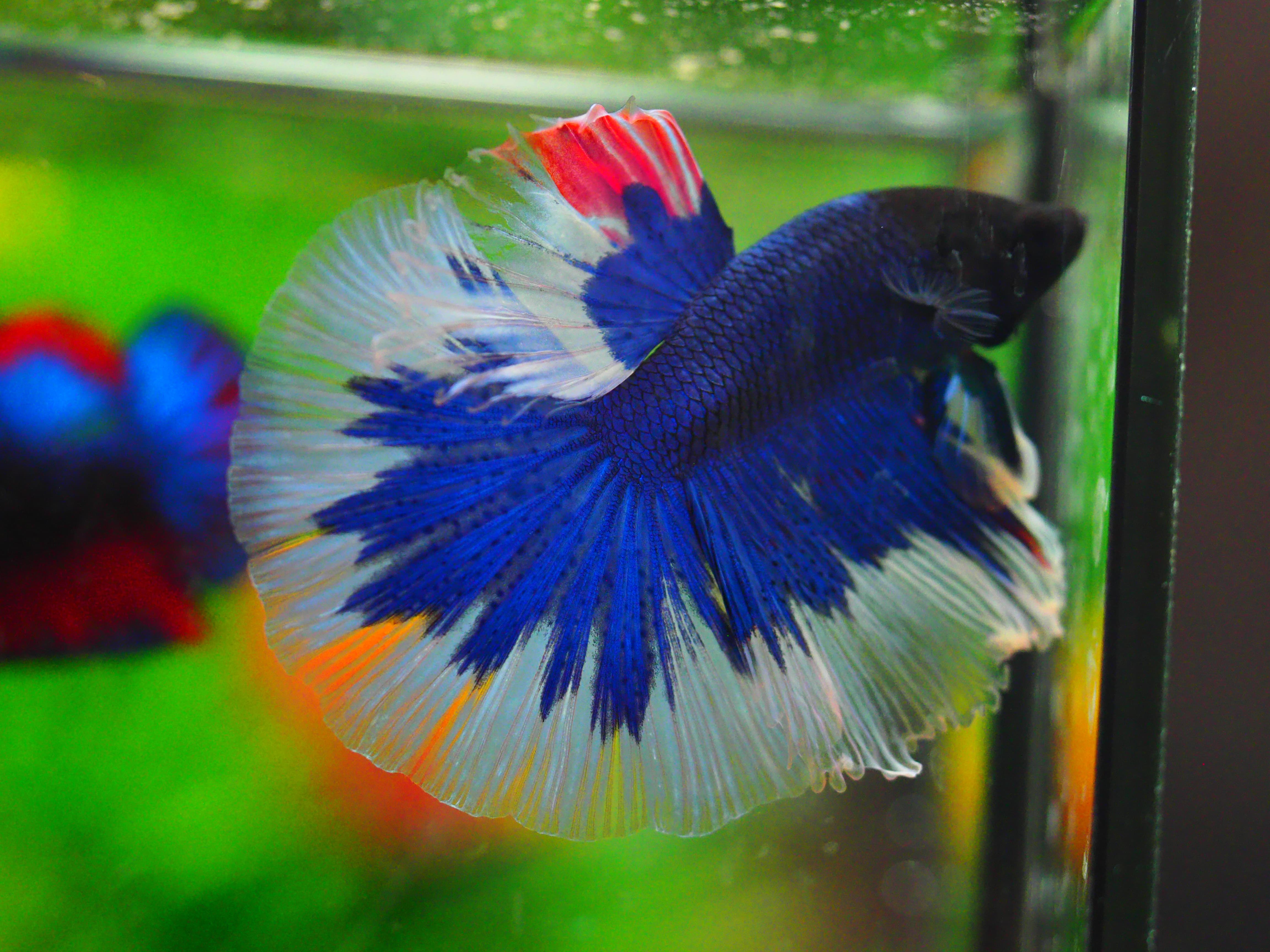 HM FANCY MALE GRADE A +++