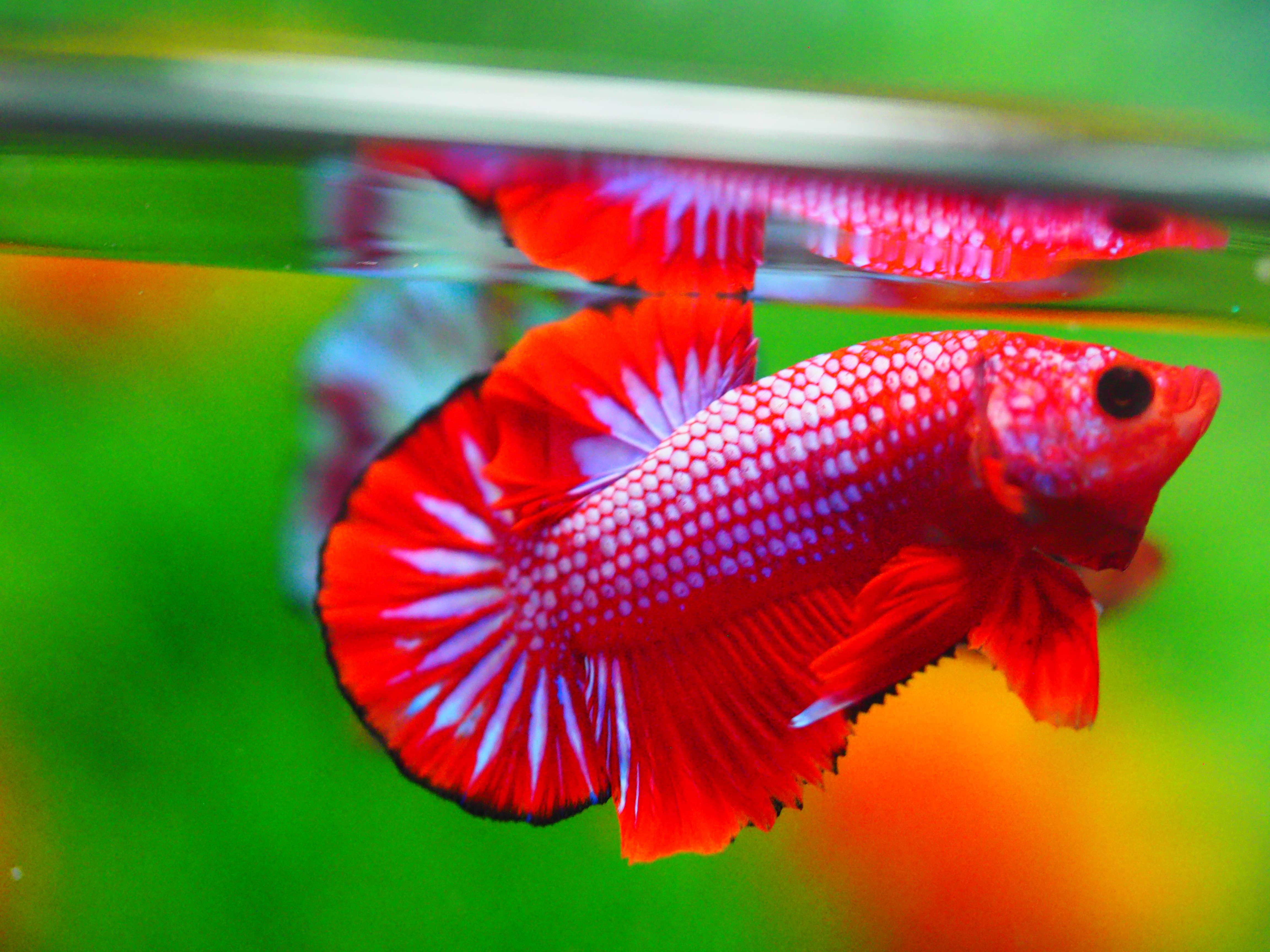 HMPK FANCY MALE GRADE A +++