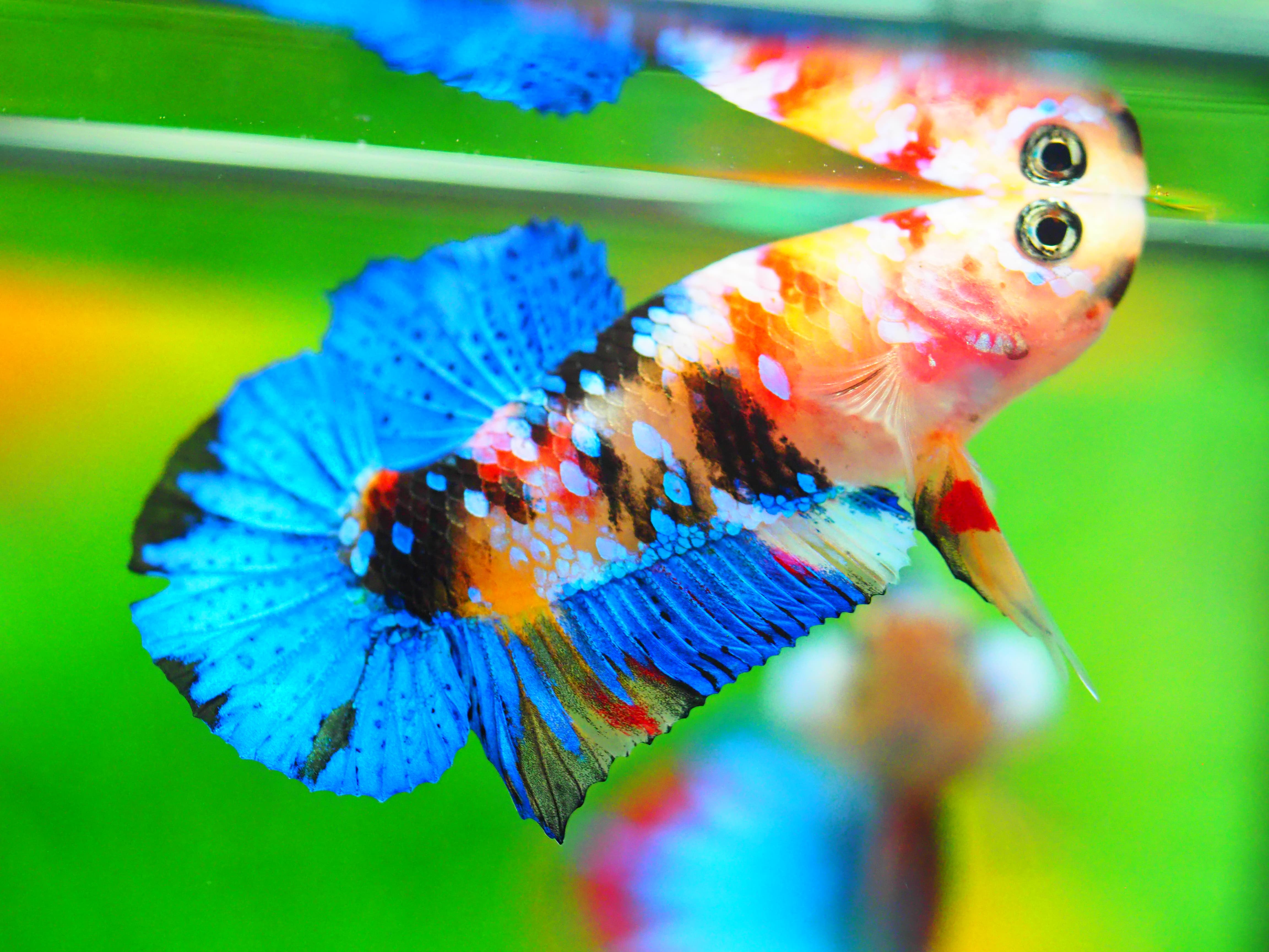 HMPK KOI GALAXY MALE GRADE A +++