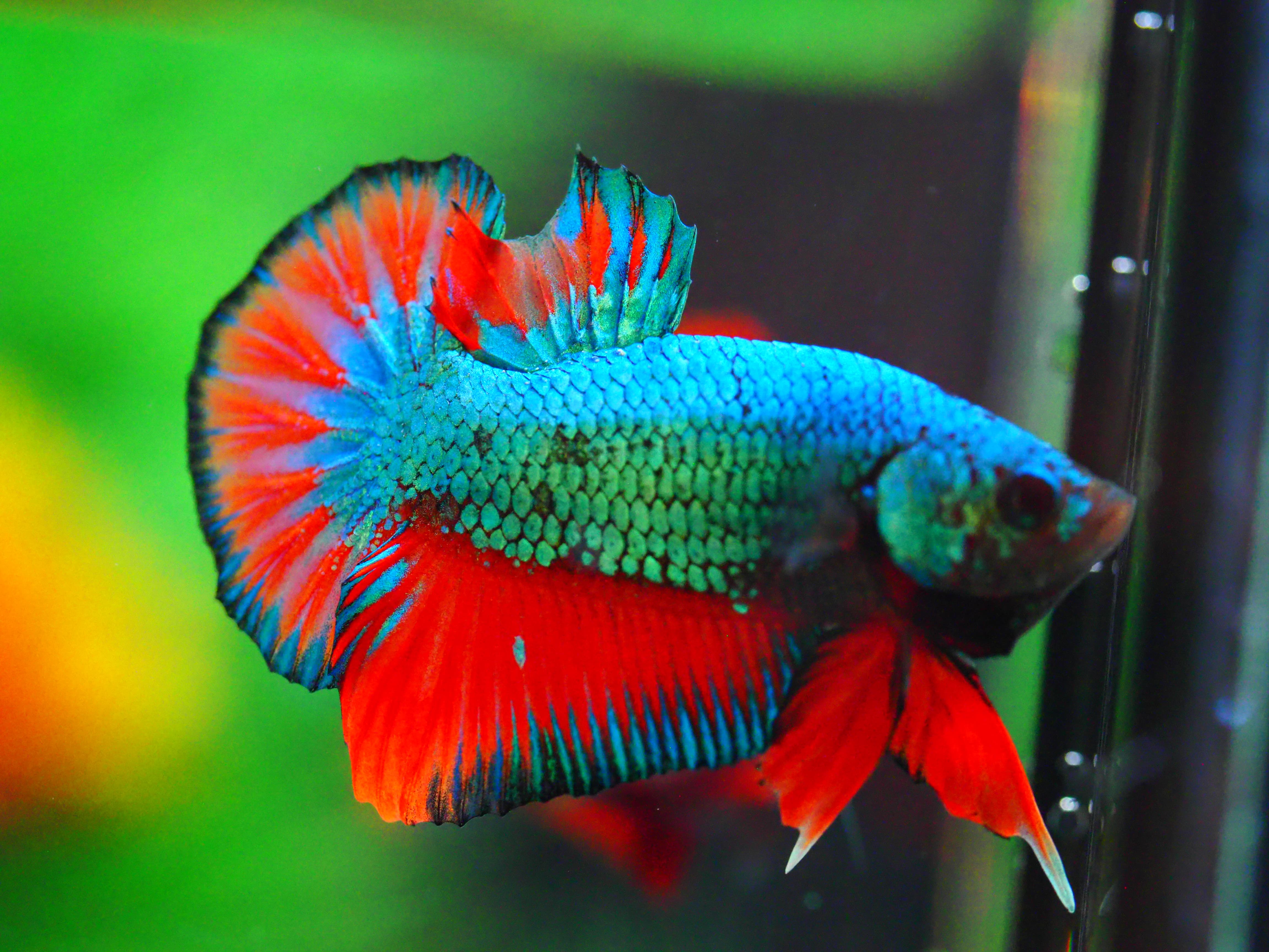 HMPK FANCY MALE GRADE A +++