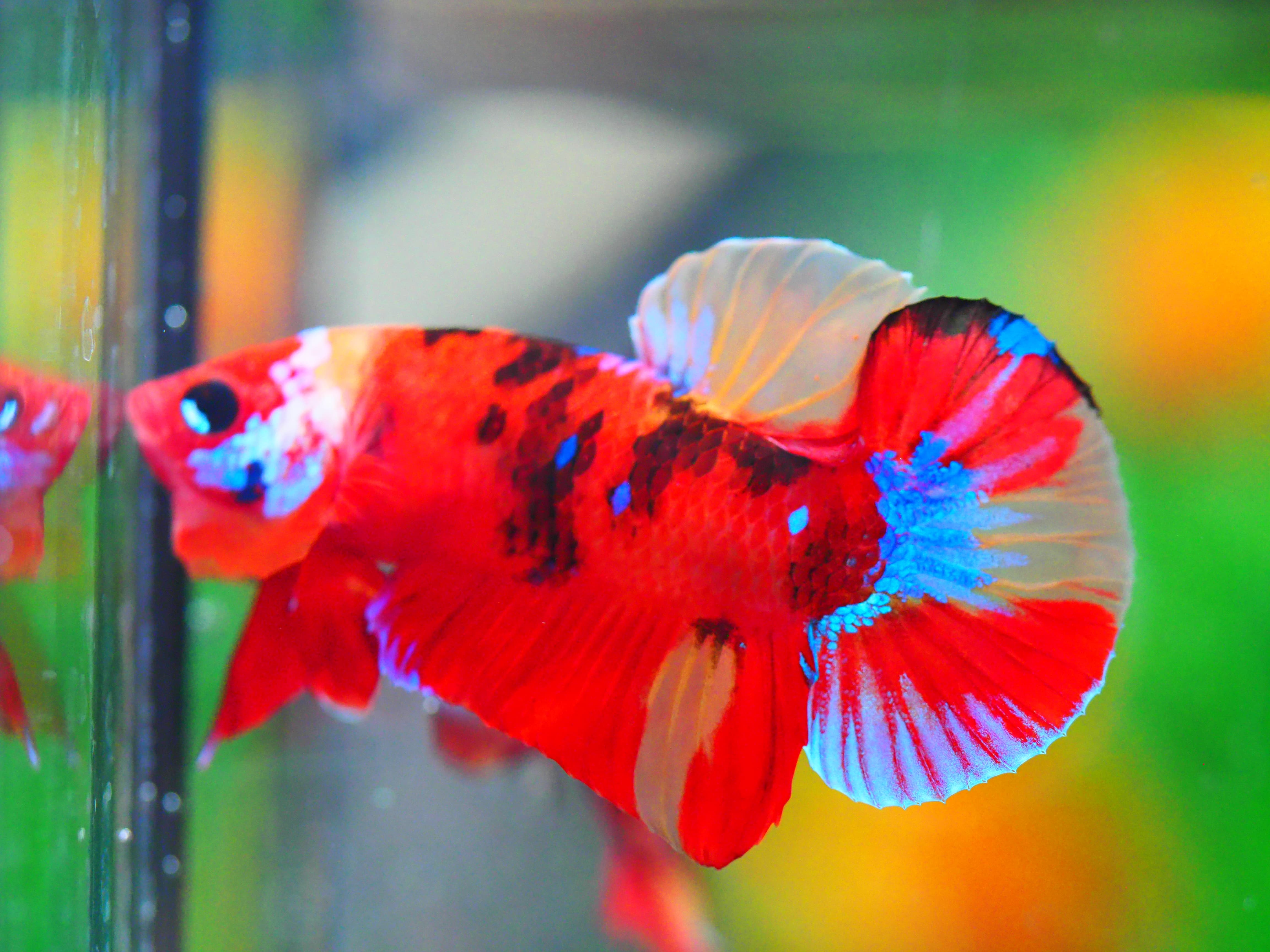 HMPK NEMO GALAXY MALE GRADE A +++