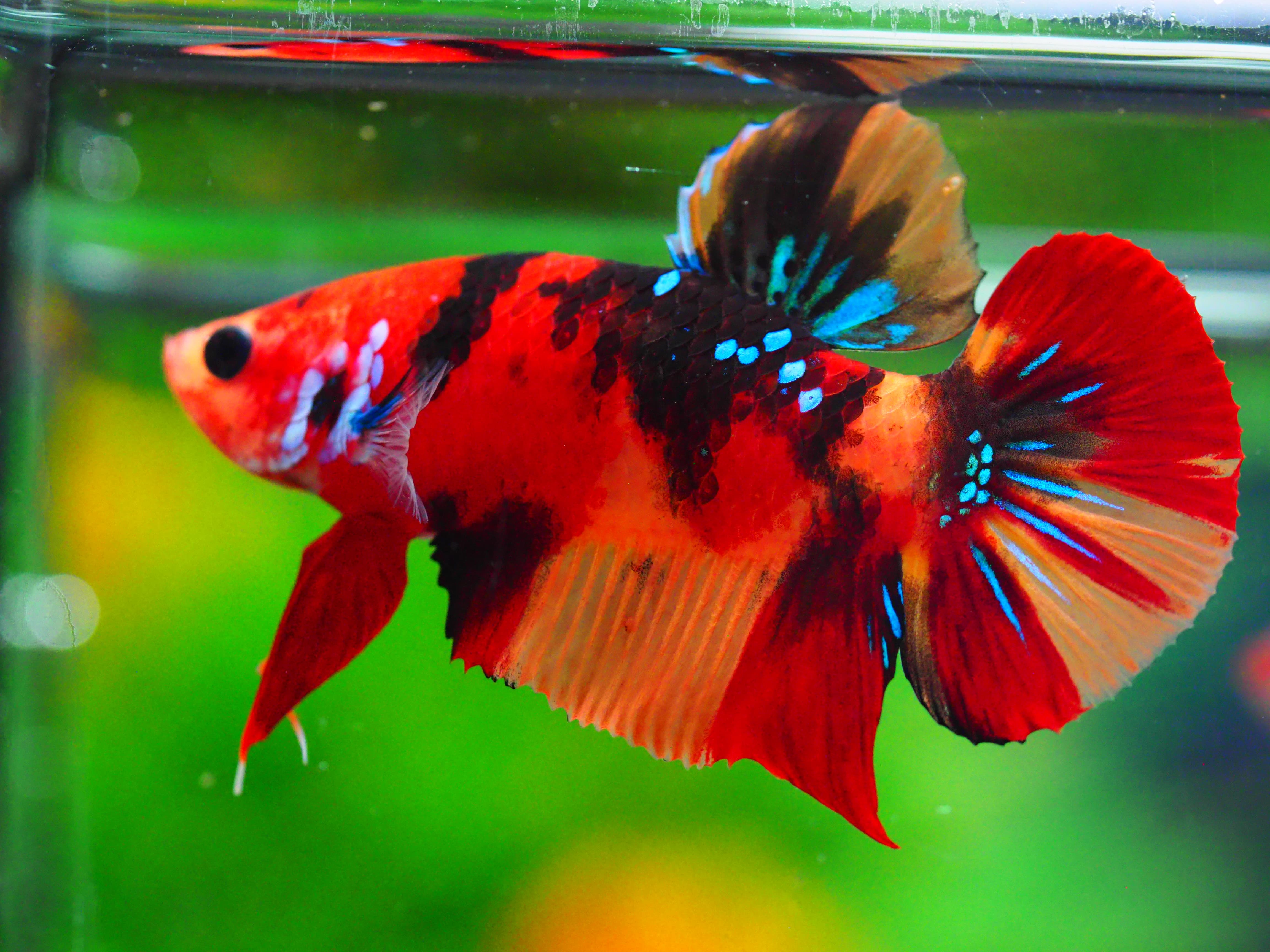 HMPK NEMO GALAXY MALE GRADE A +++