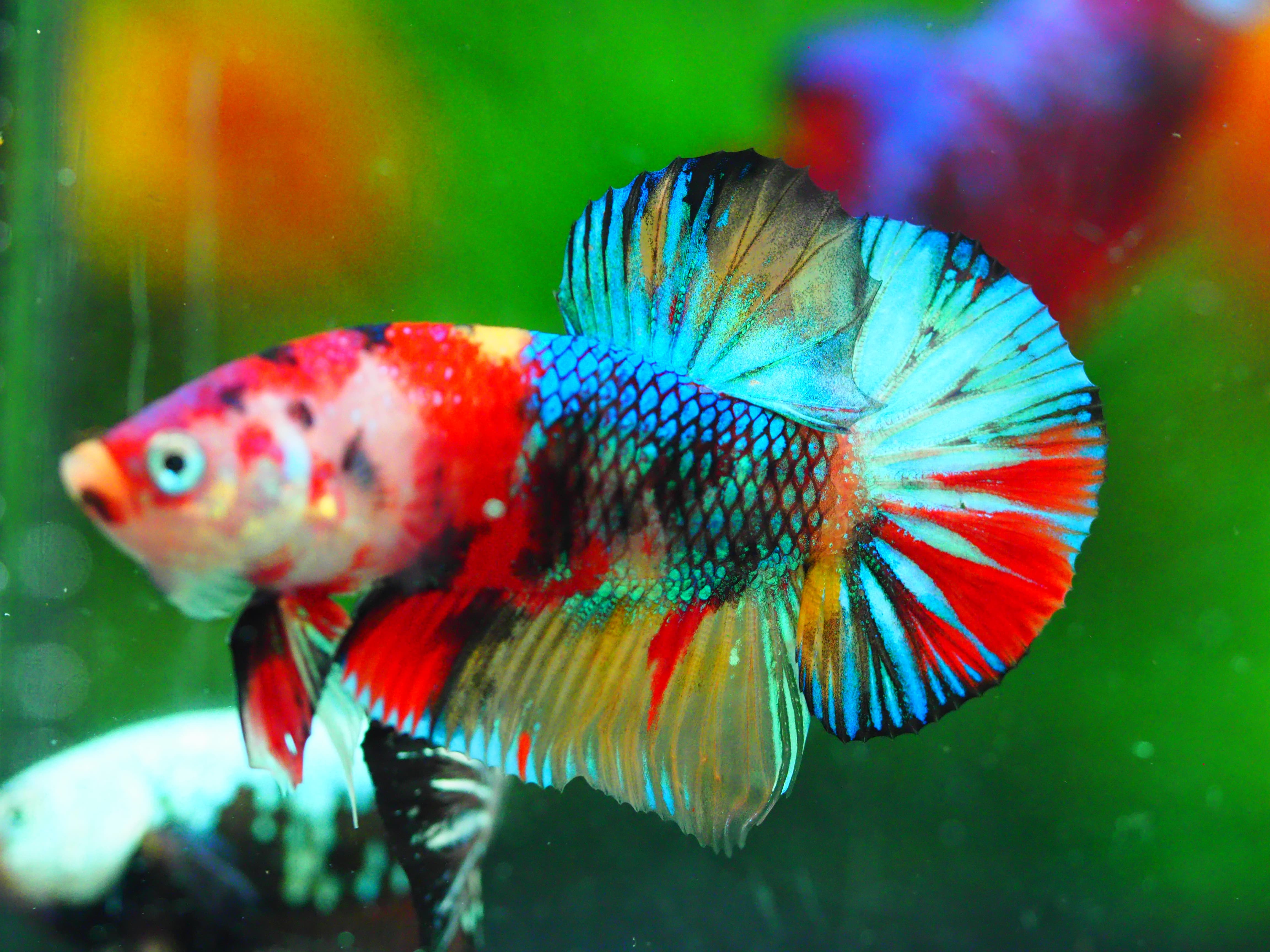 HMPK KOI GALAXY MALE GRADE A +++