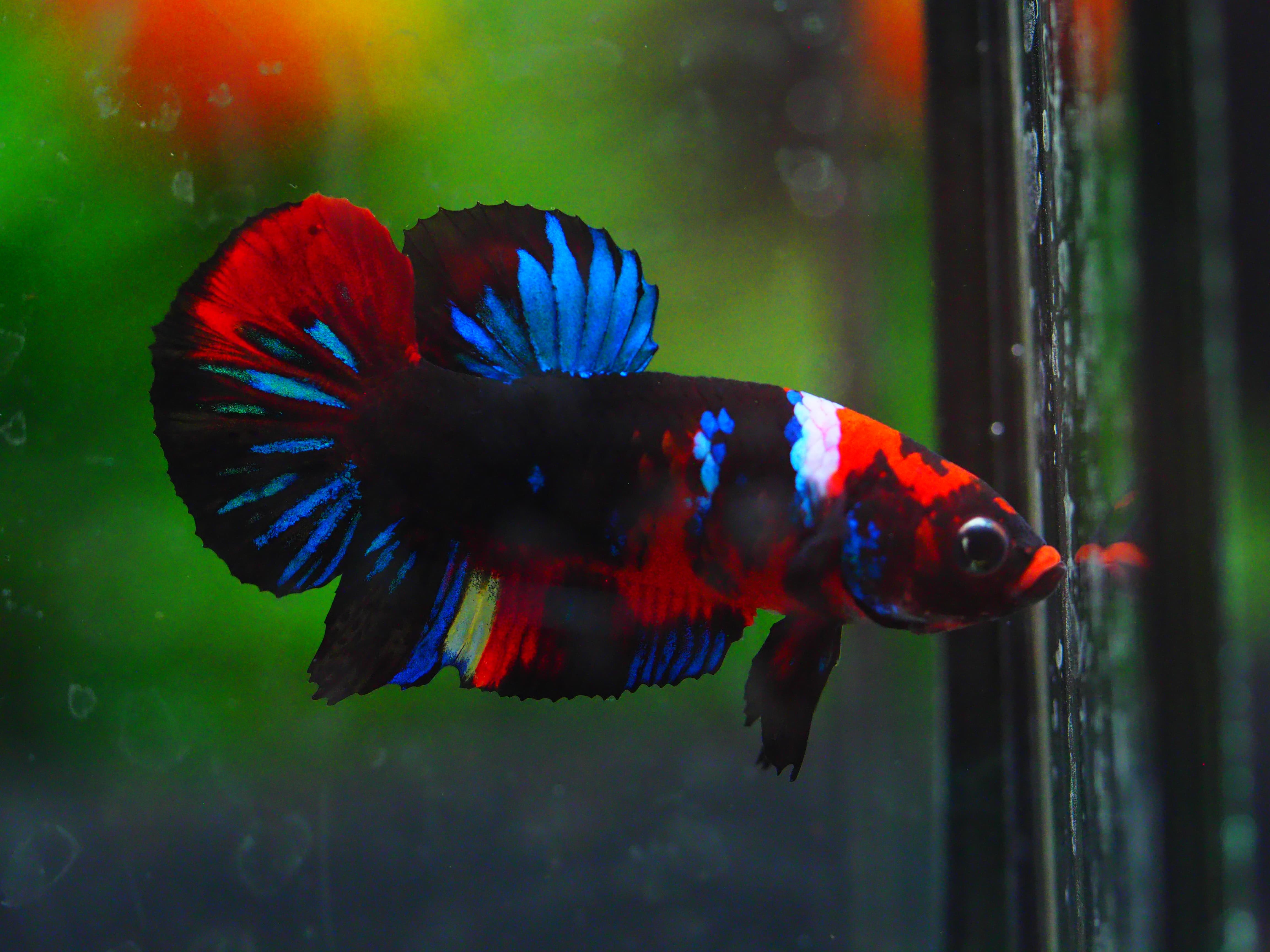 HMPK KOI GALAXY MALE GRADE A +++