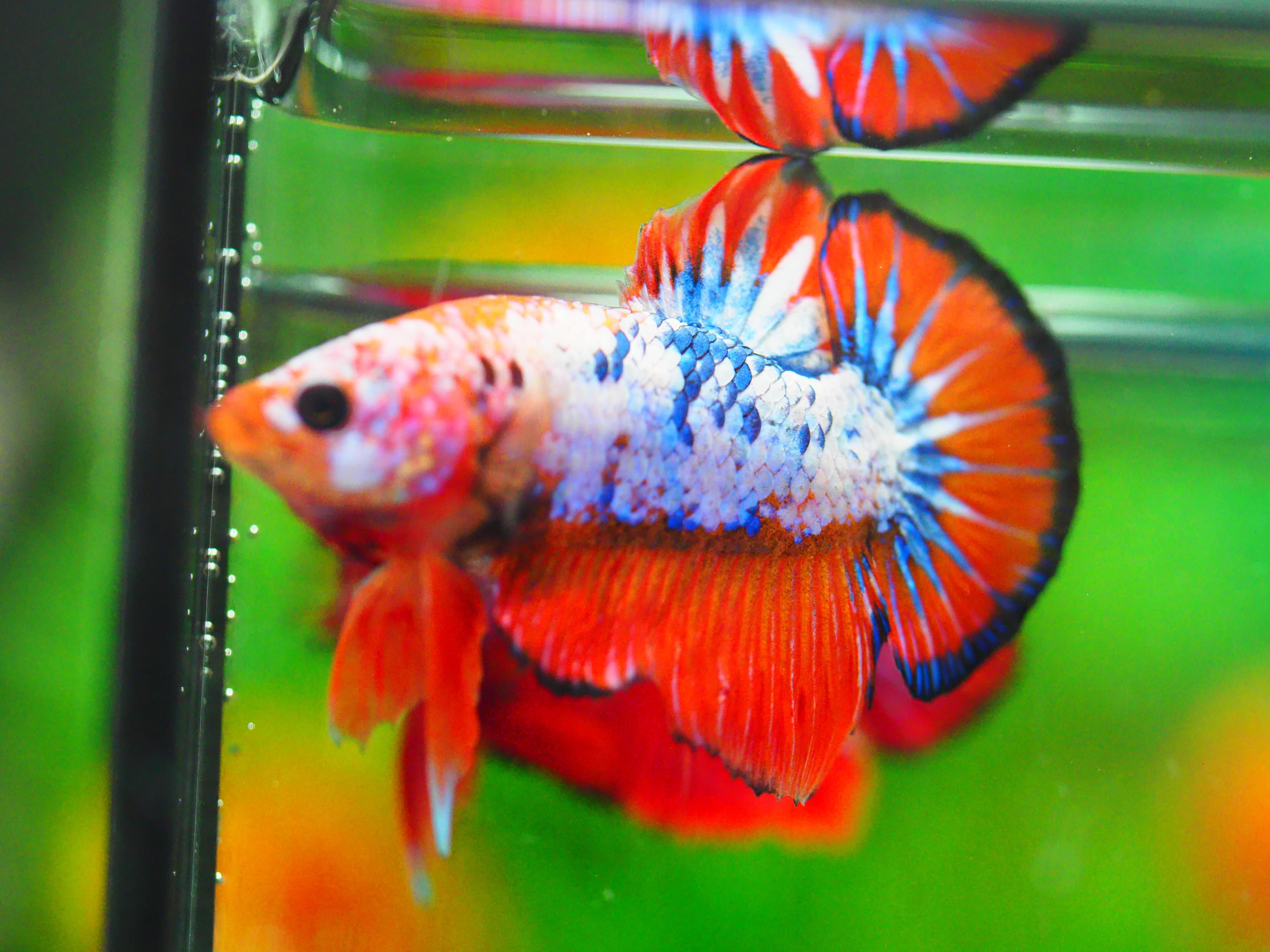 HMPK FANCY MALE GRADE A +++