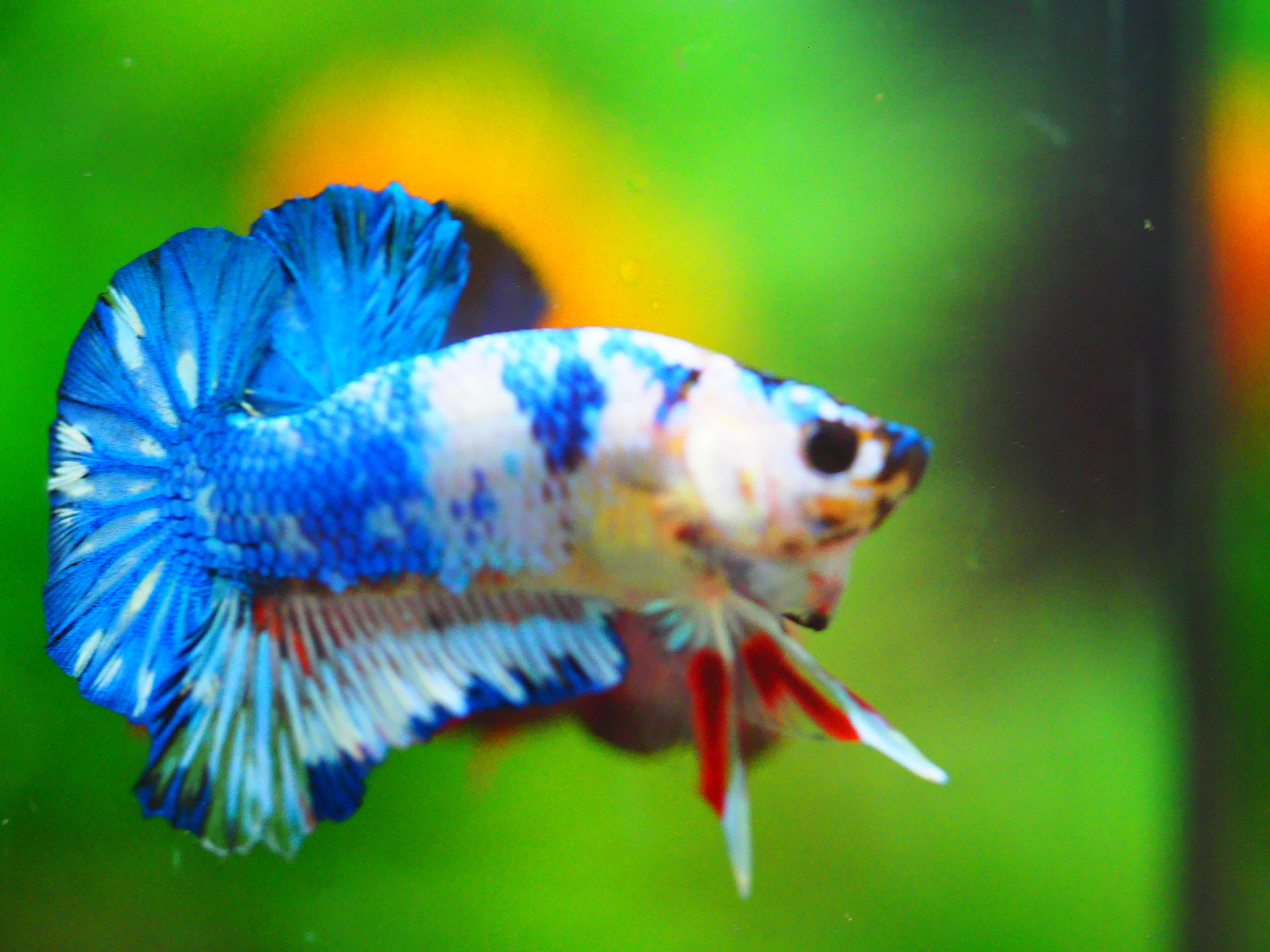 HMPK KOI FANCY MALE GRADE A +++