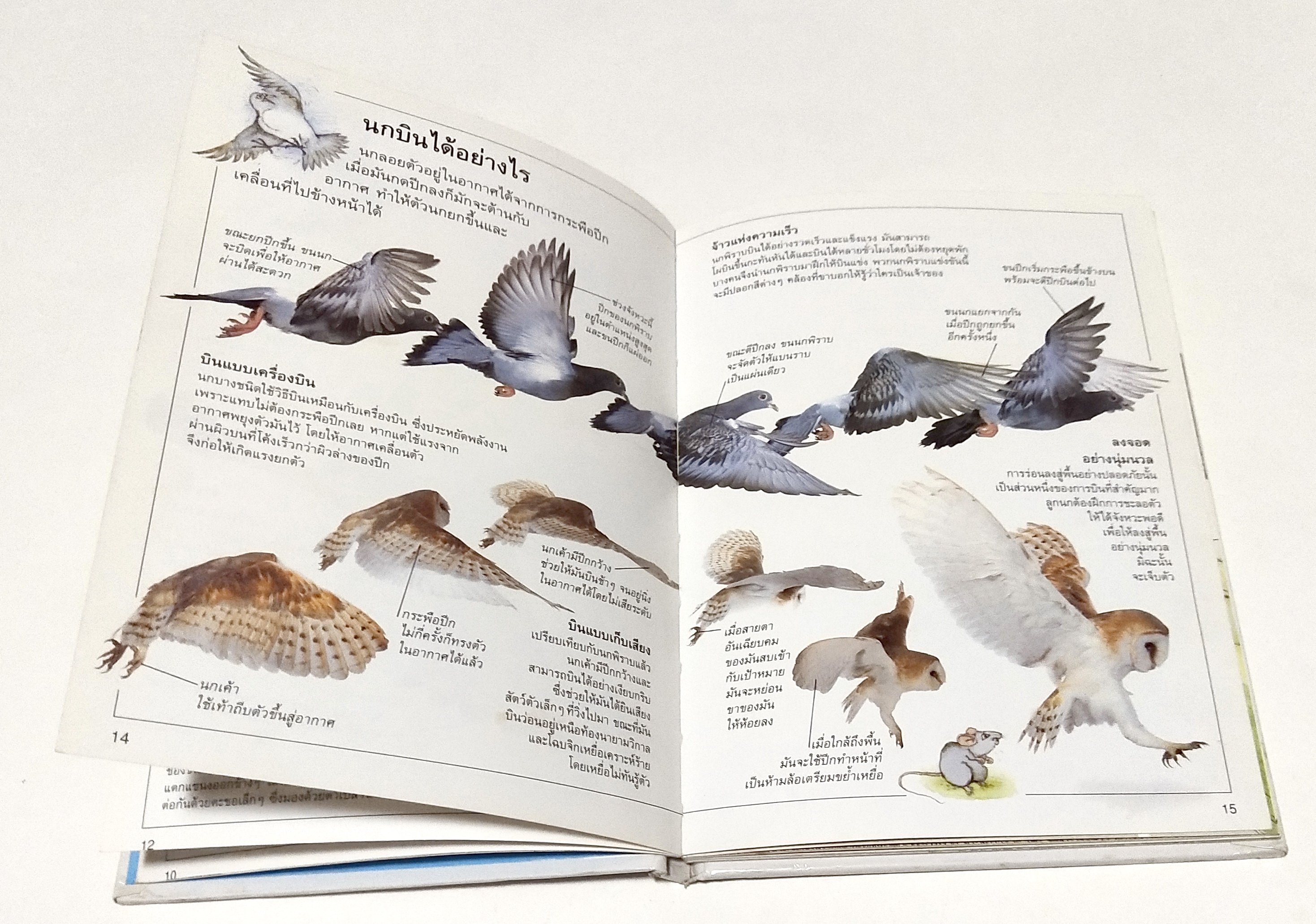หนังสือภาพสีสวย กระดาษมัน ปกแข็ง "นก A DORING KINDERSLEY BOOK " สำรวจและเรียนรู้โลกน่ารักน่าพิศวงของนก แปลโดย นพ.รังสฤษฏิ์ กาญจนวณิชย์ พิมพ์ครั้งแรก เมษษยน 2536