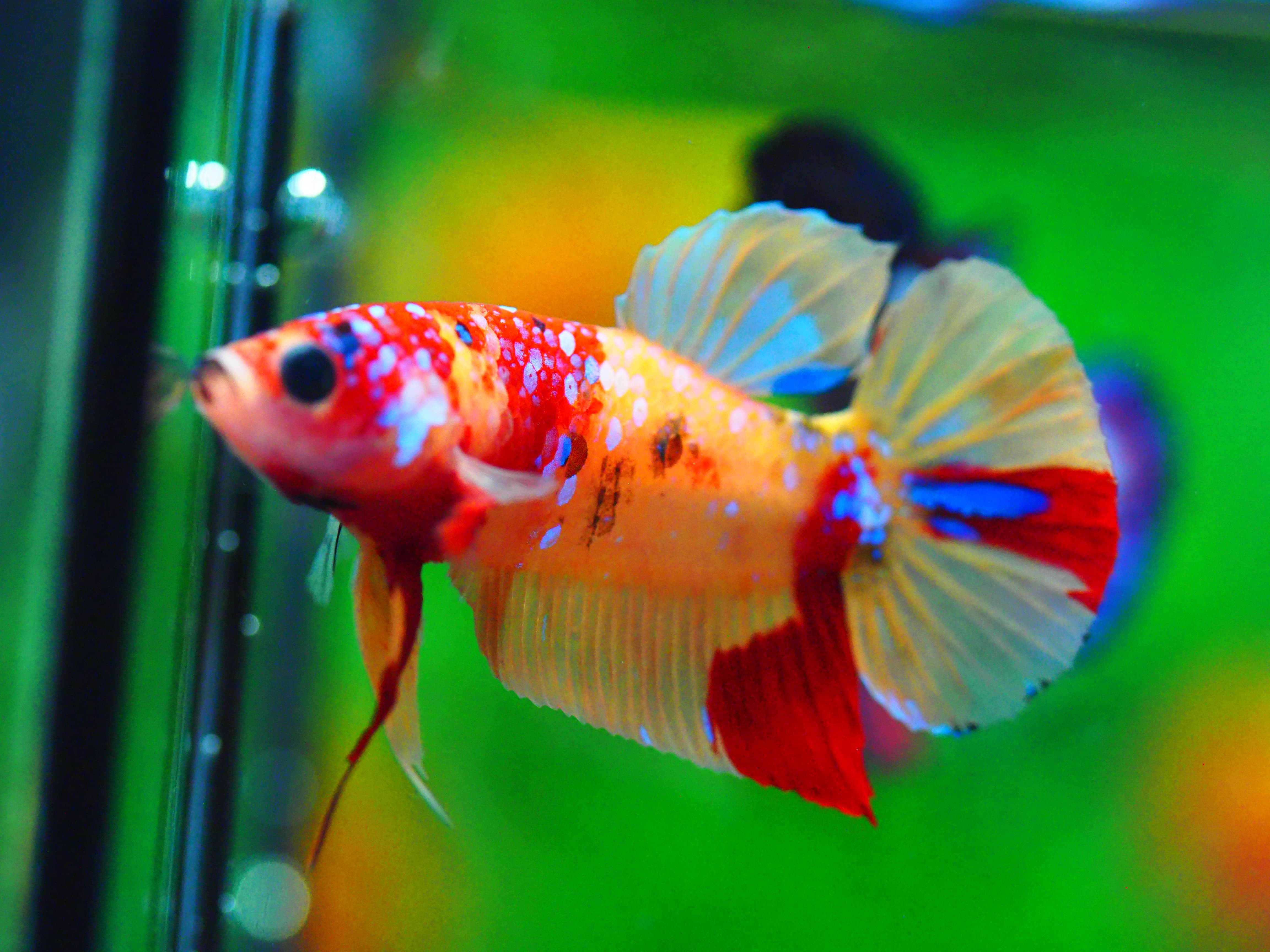 HMPK NEMO GALAXY MALE GRADE A +++