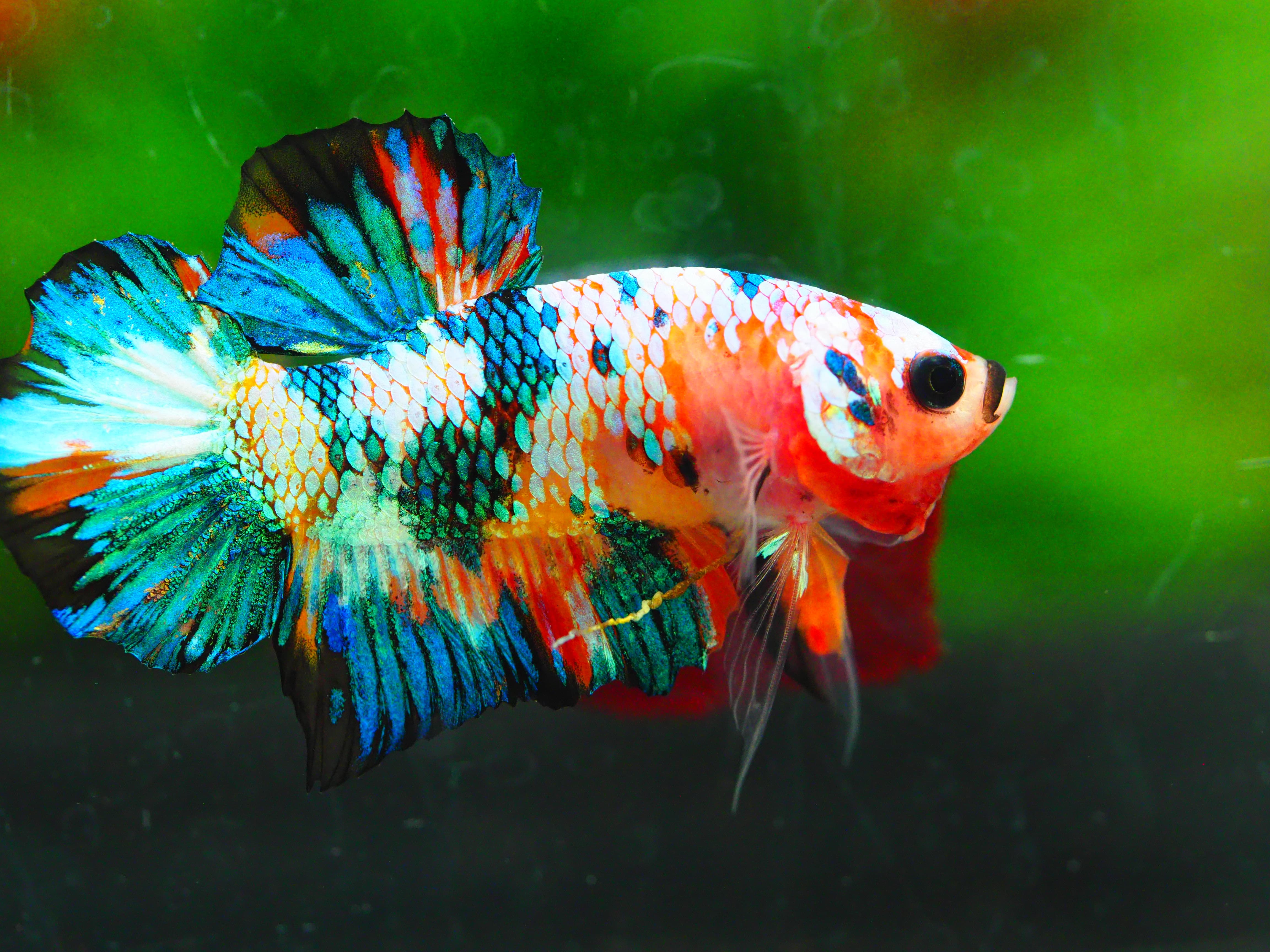 HMPK KOI GALAXY MALE GRADE A +++