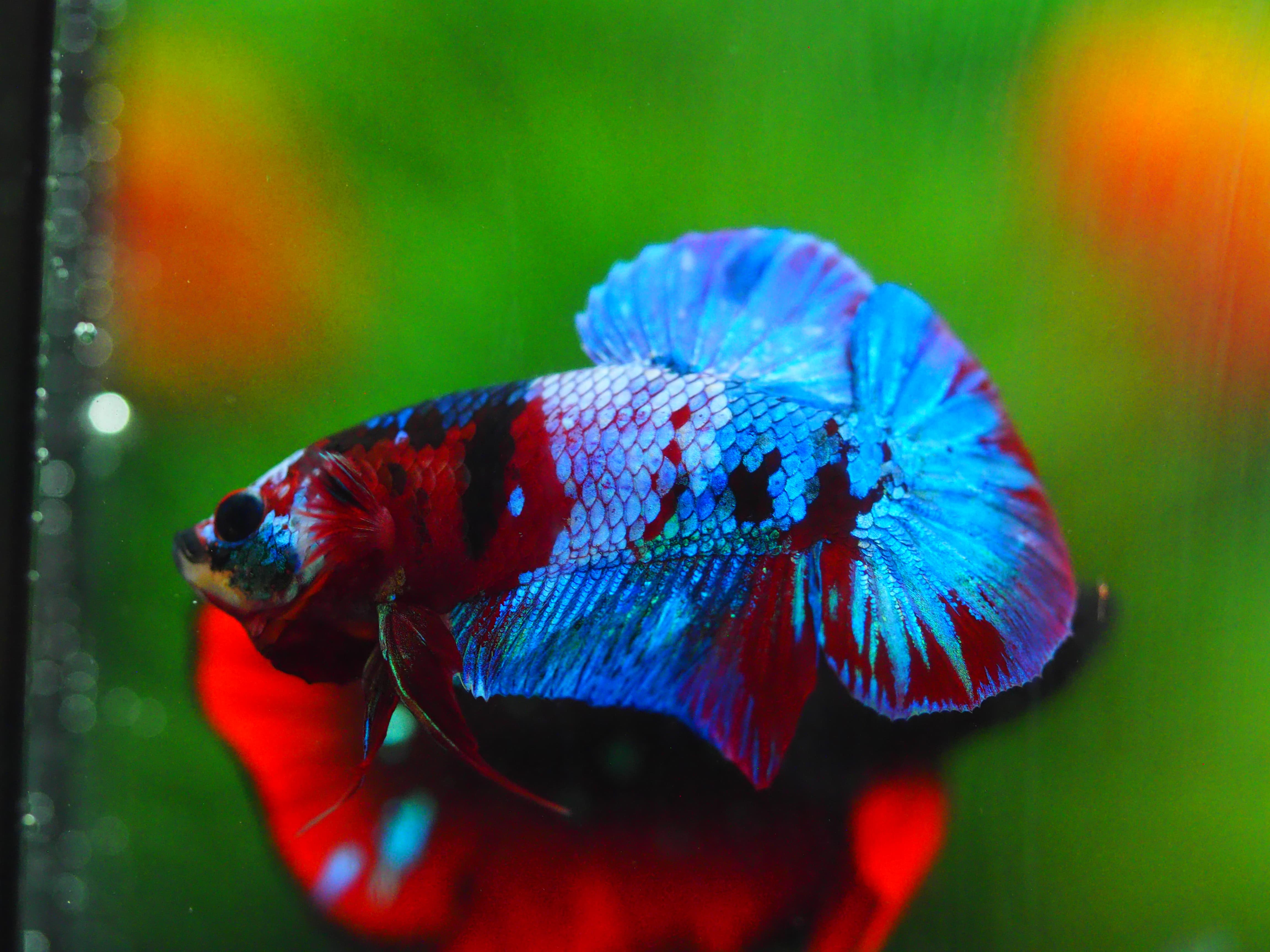 HMPK KOI GALAXY MALE GRADE A+++