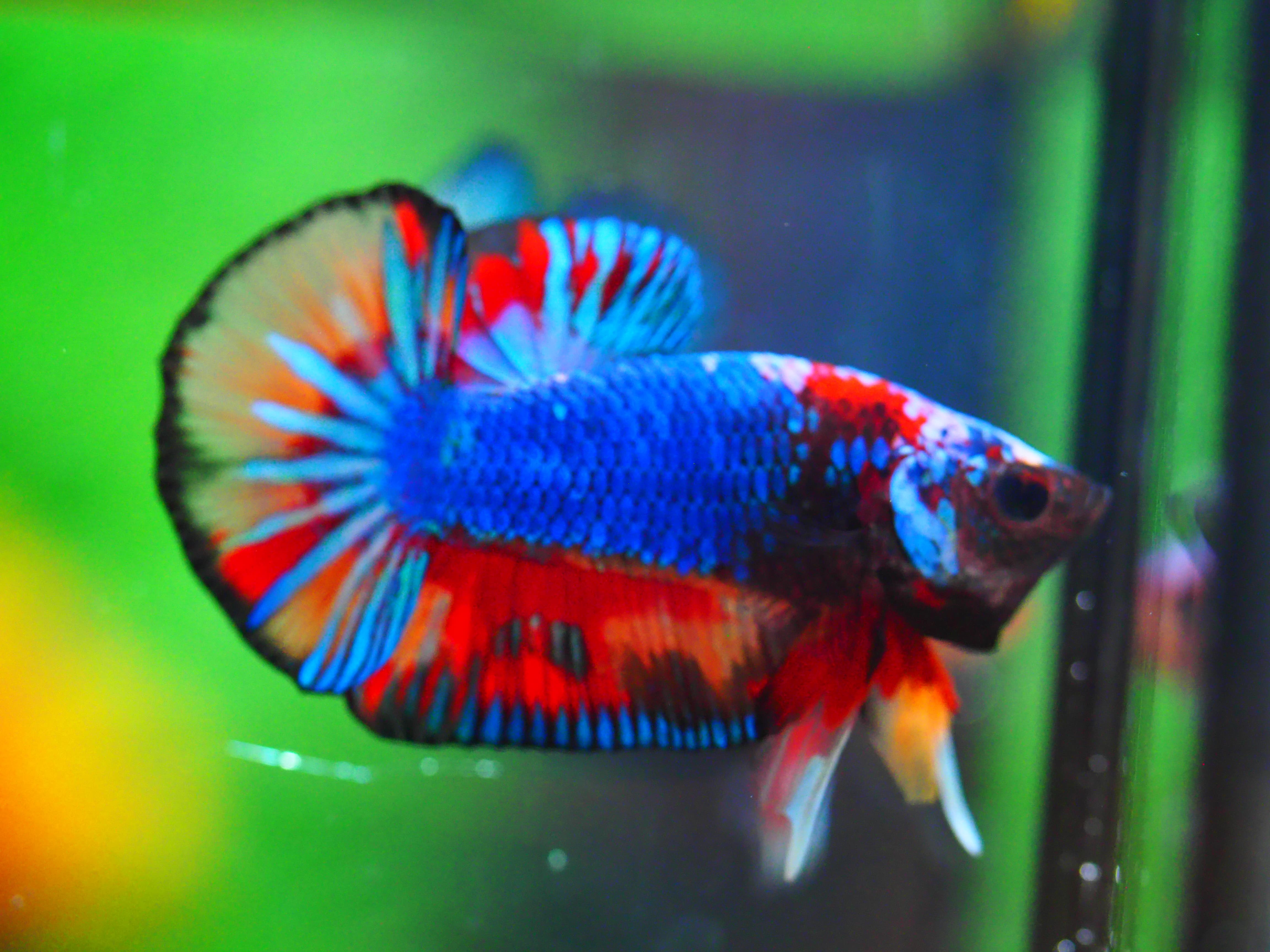 HMPK KOI GALAXY MALE GRADE A +++