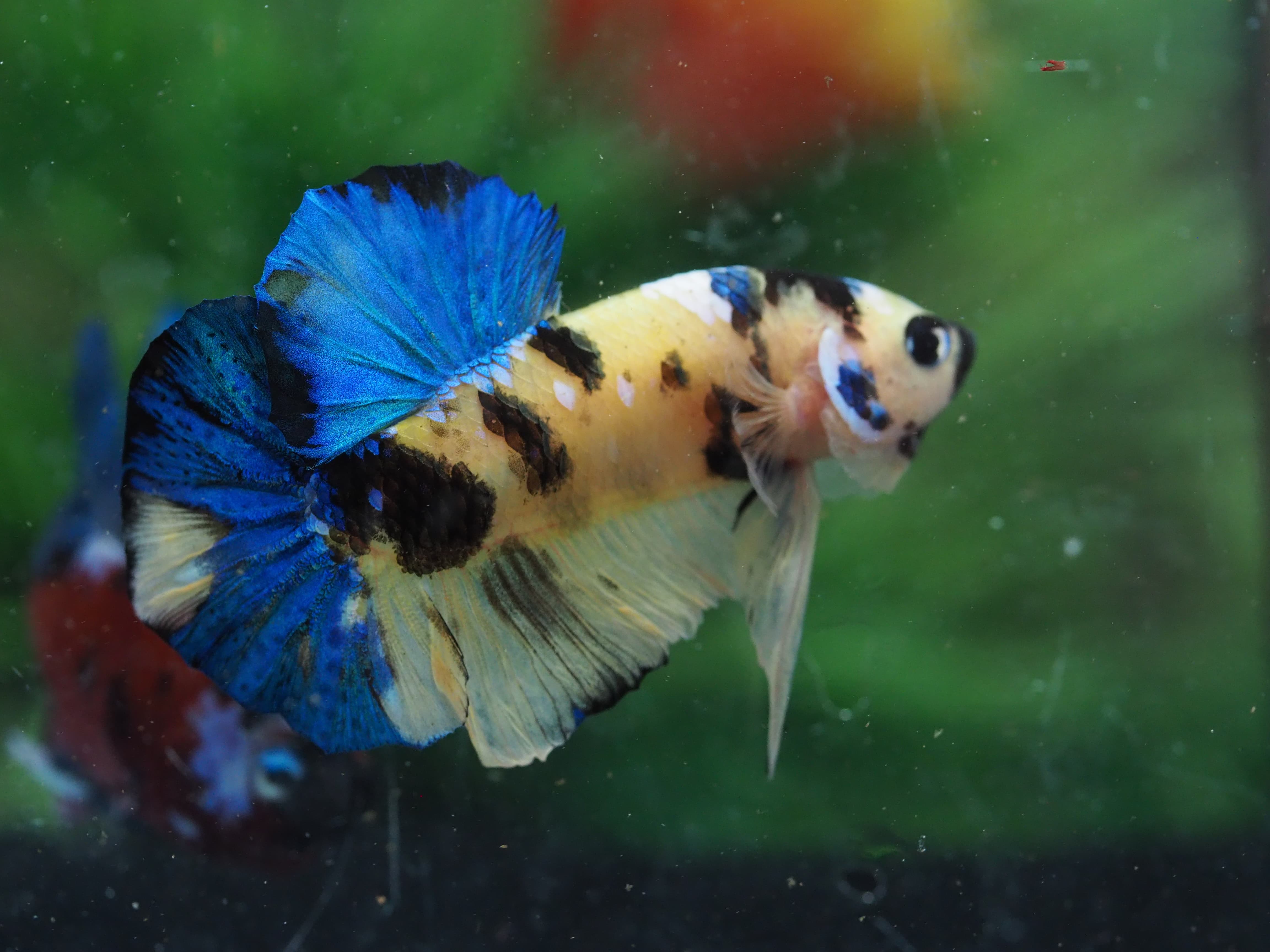 HMPK KOI GALAXY MALE GRADE A+