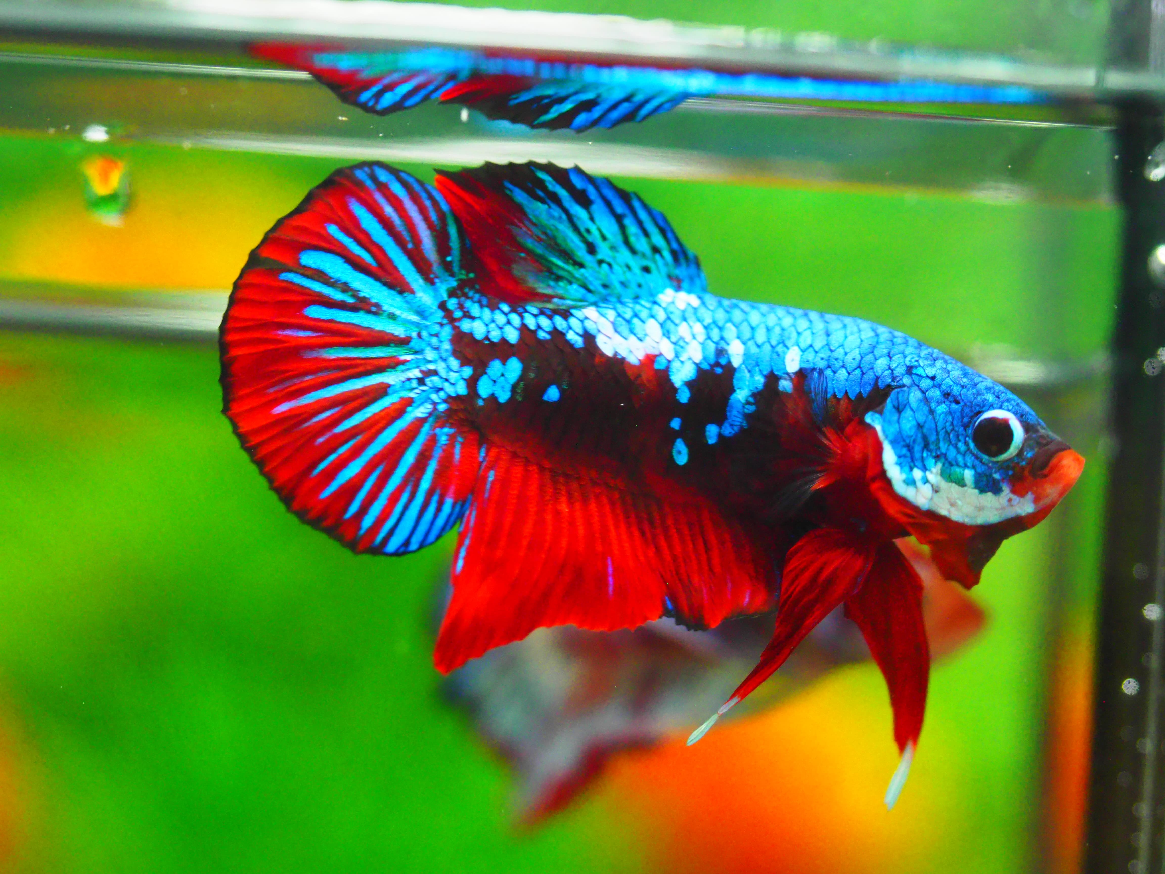 HMPK KOI GALAXY MALE GRADE A +++