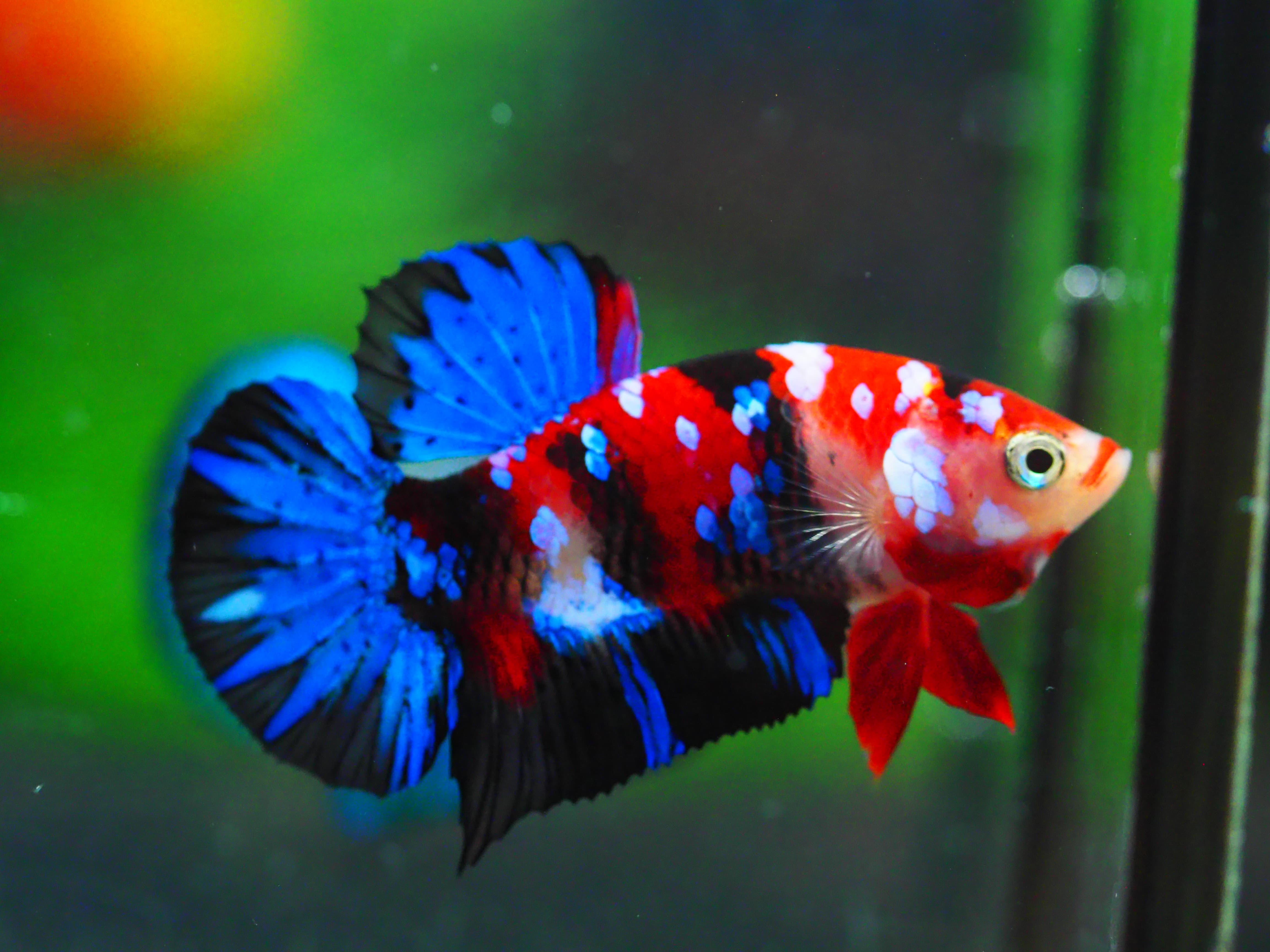 HMPK KOI GALAXY MALE GRADE A +++