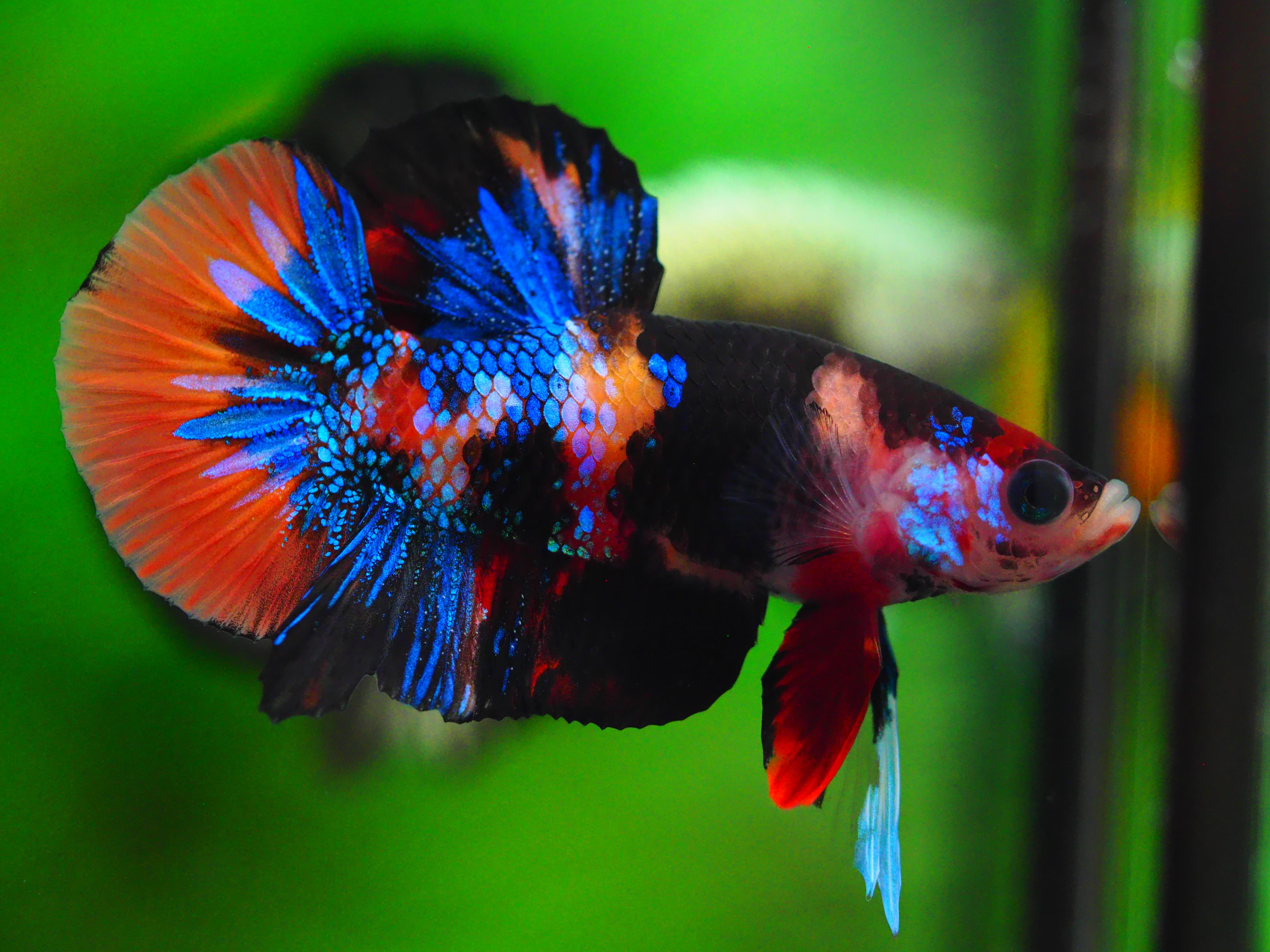 HMPK NEMO GALAXY MALE GRADE A++