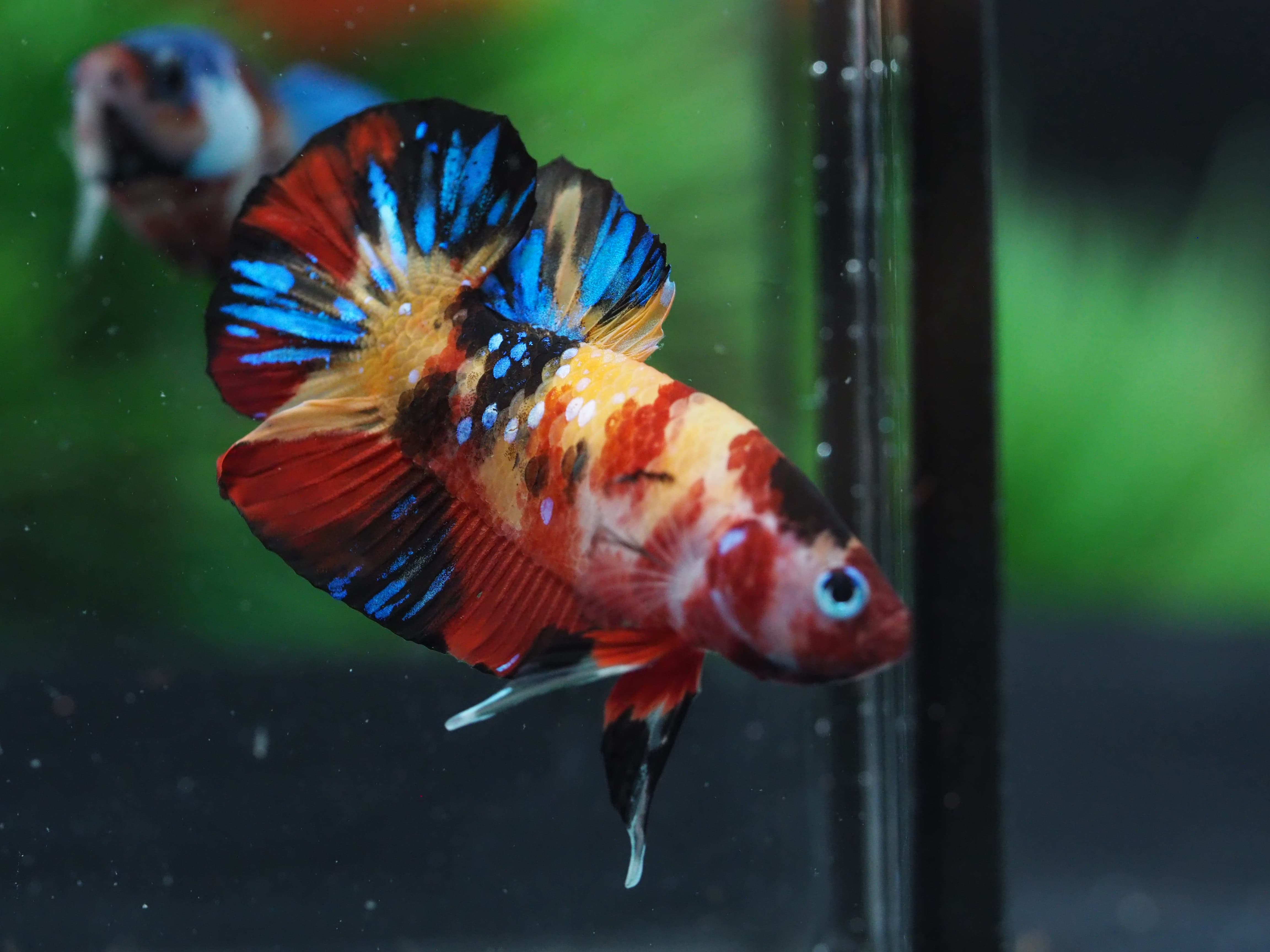 HMPK KOI NEMO GALAXY MALE GRADE A+++