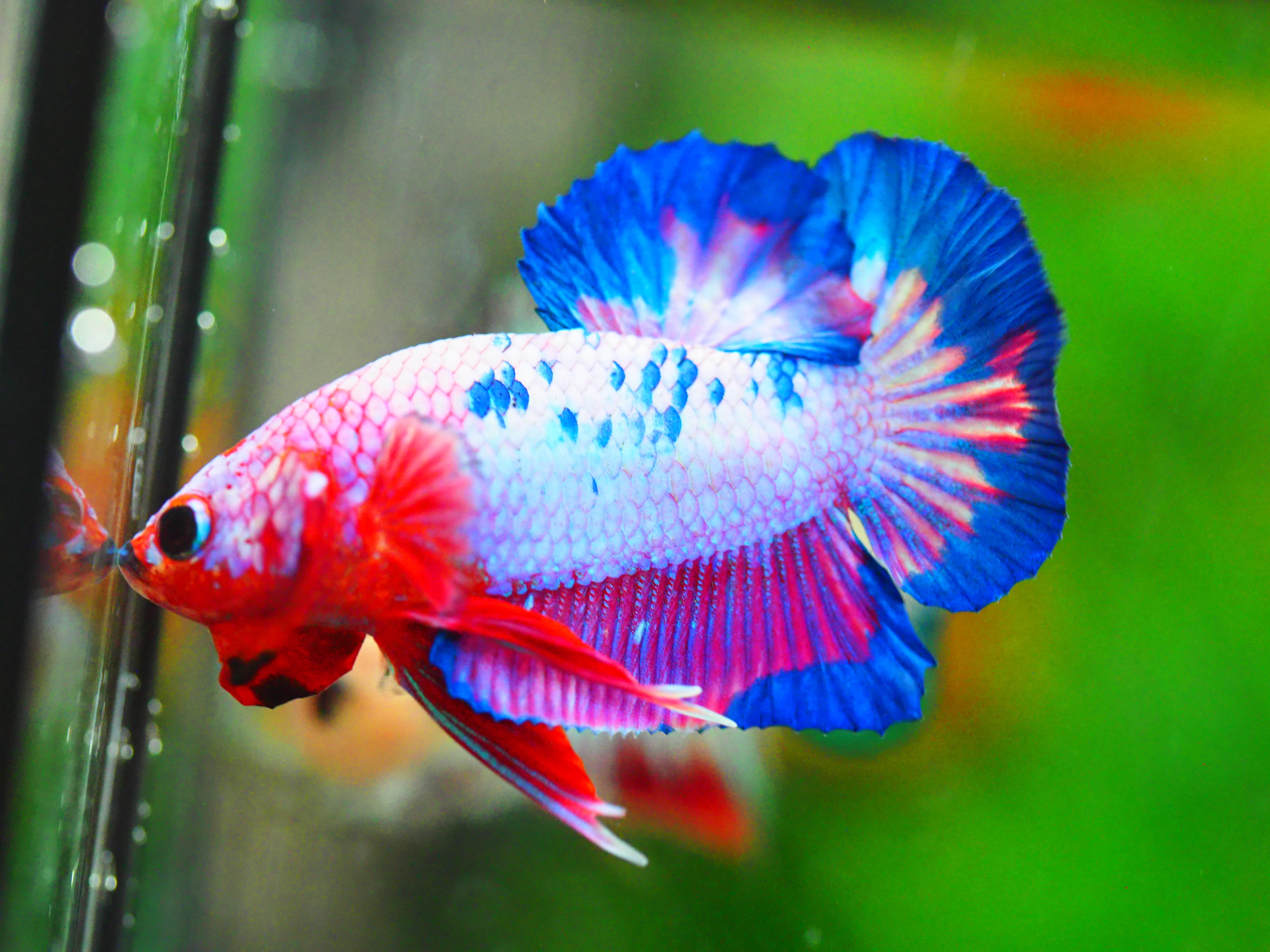 HMPK FANCY MALE GRADE A +++