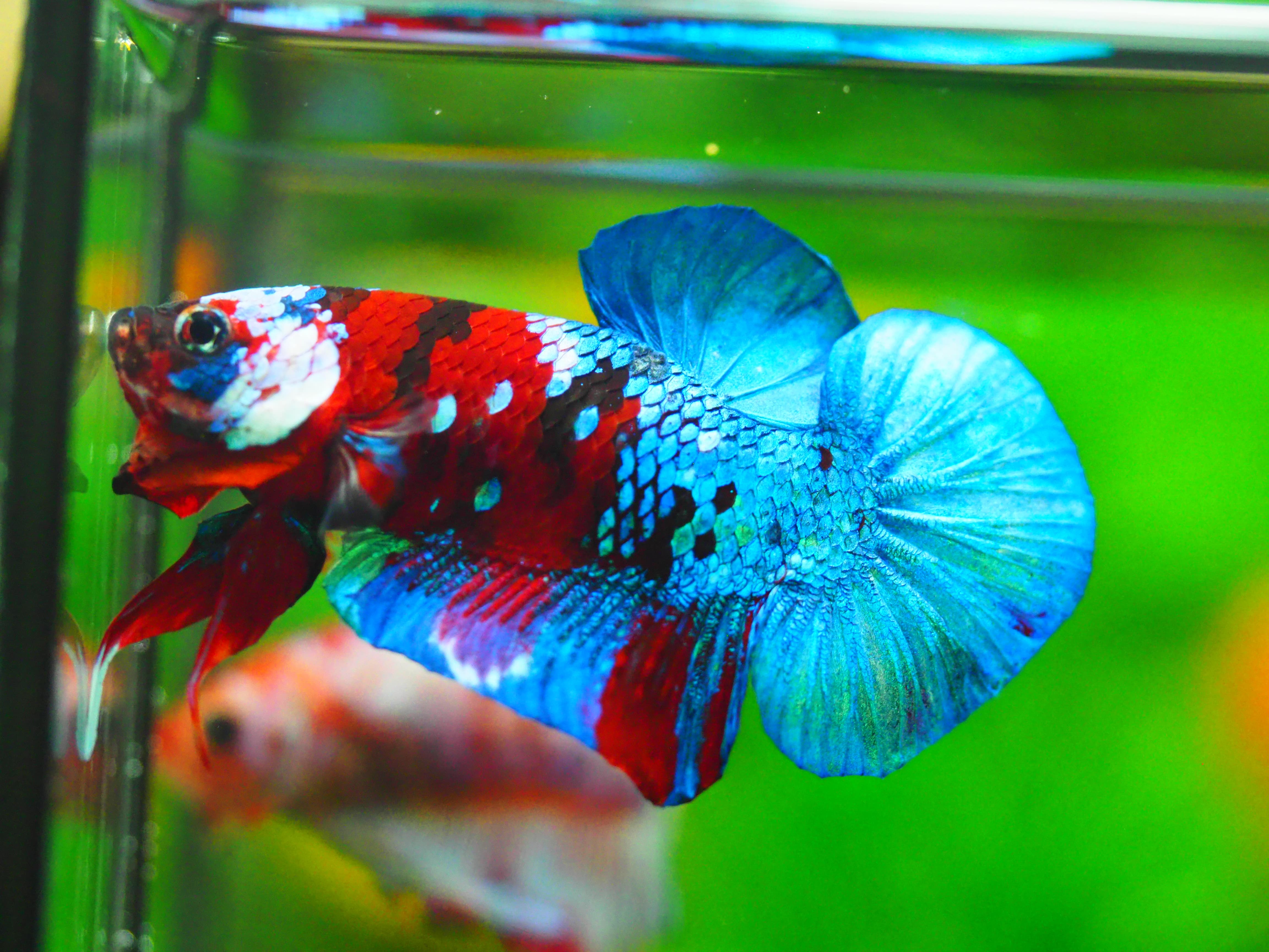 HMPK KOI GALAXY MALE GRADE A +++