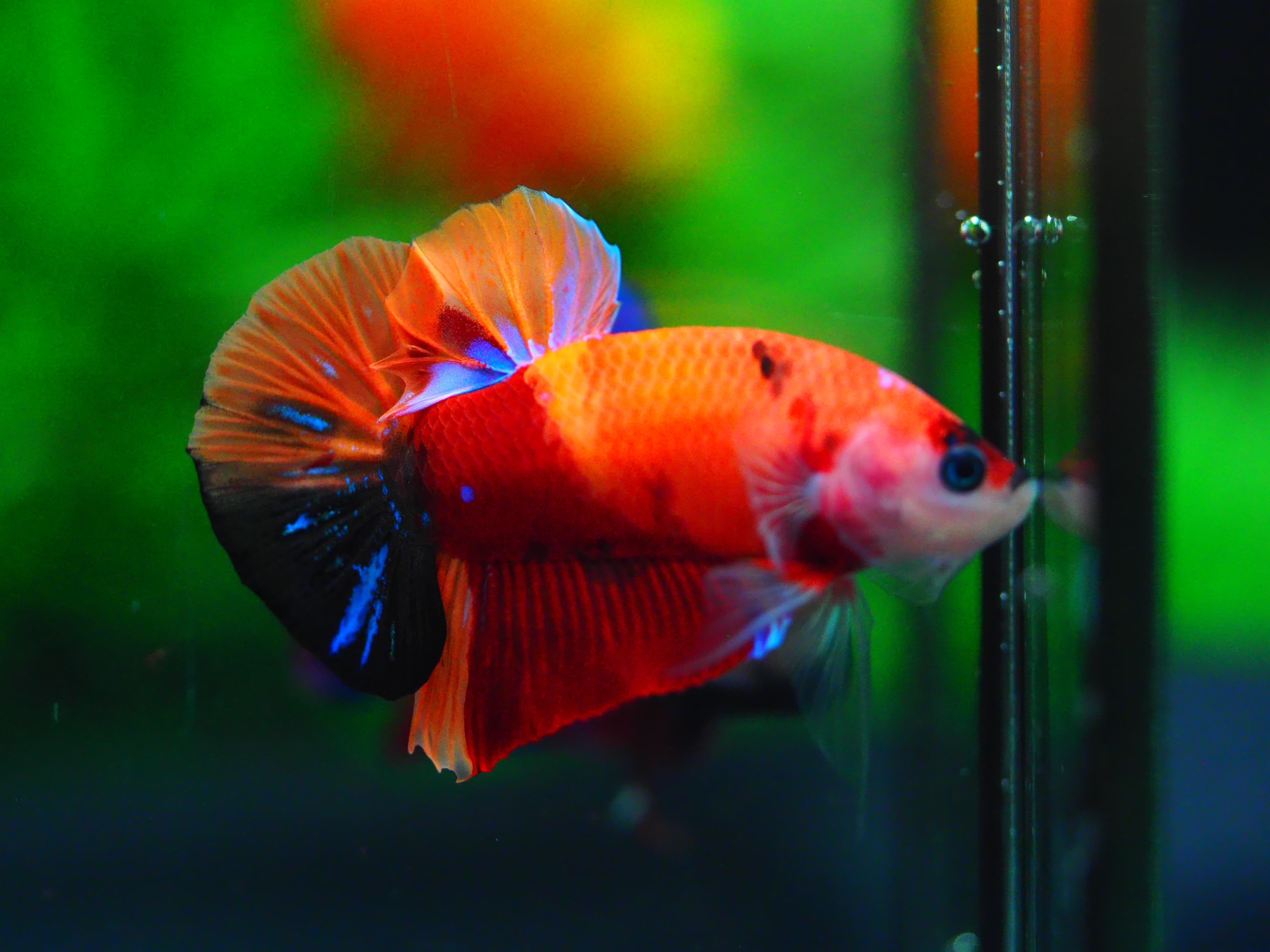 HMPK NEMO MALE GRADE A+