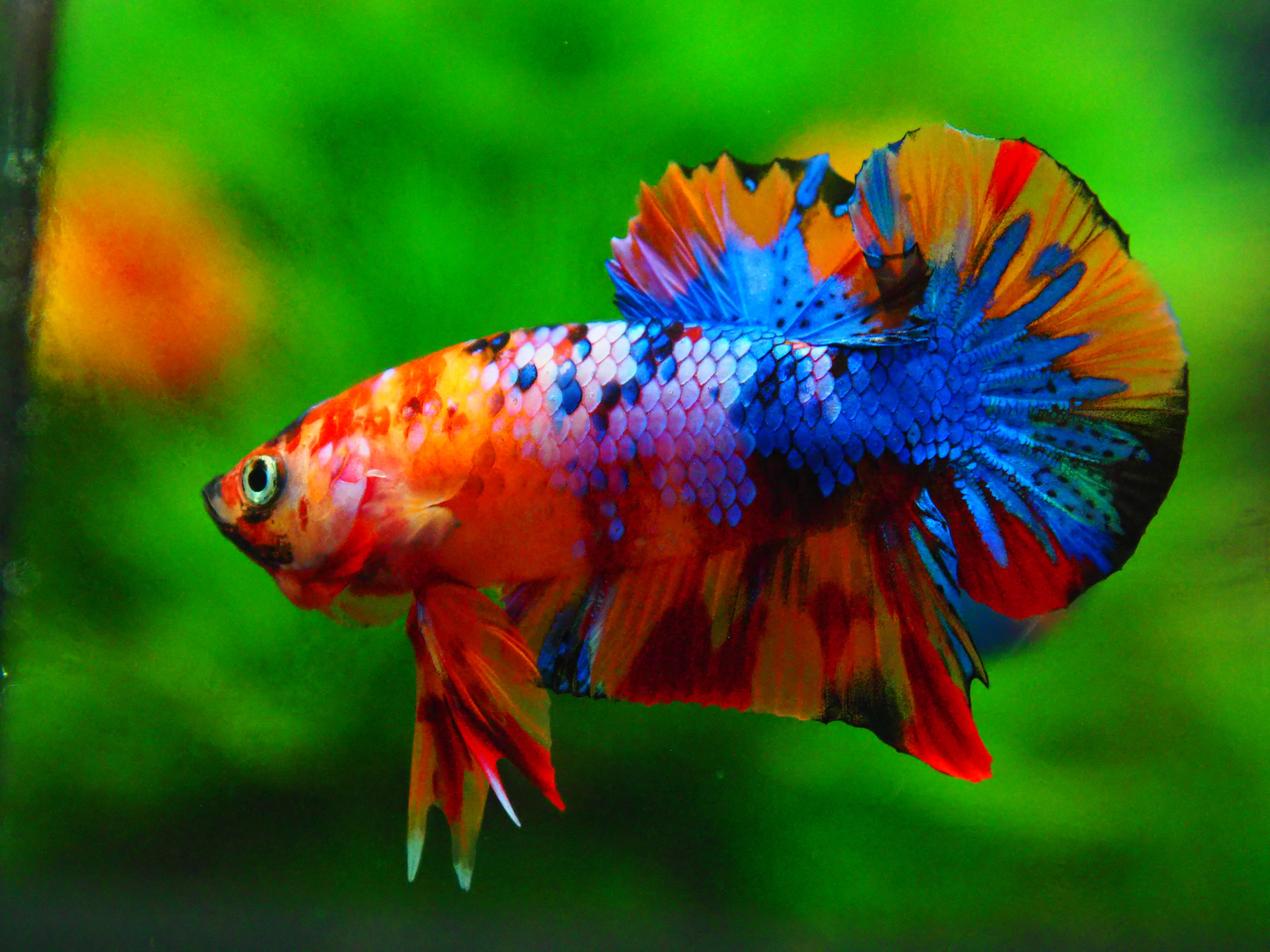 HMPK NEMO GALAXY MALE GRADE A +++