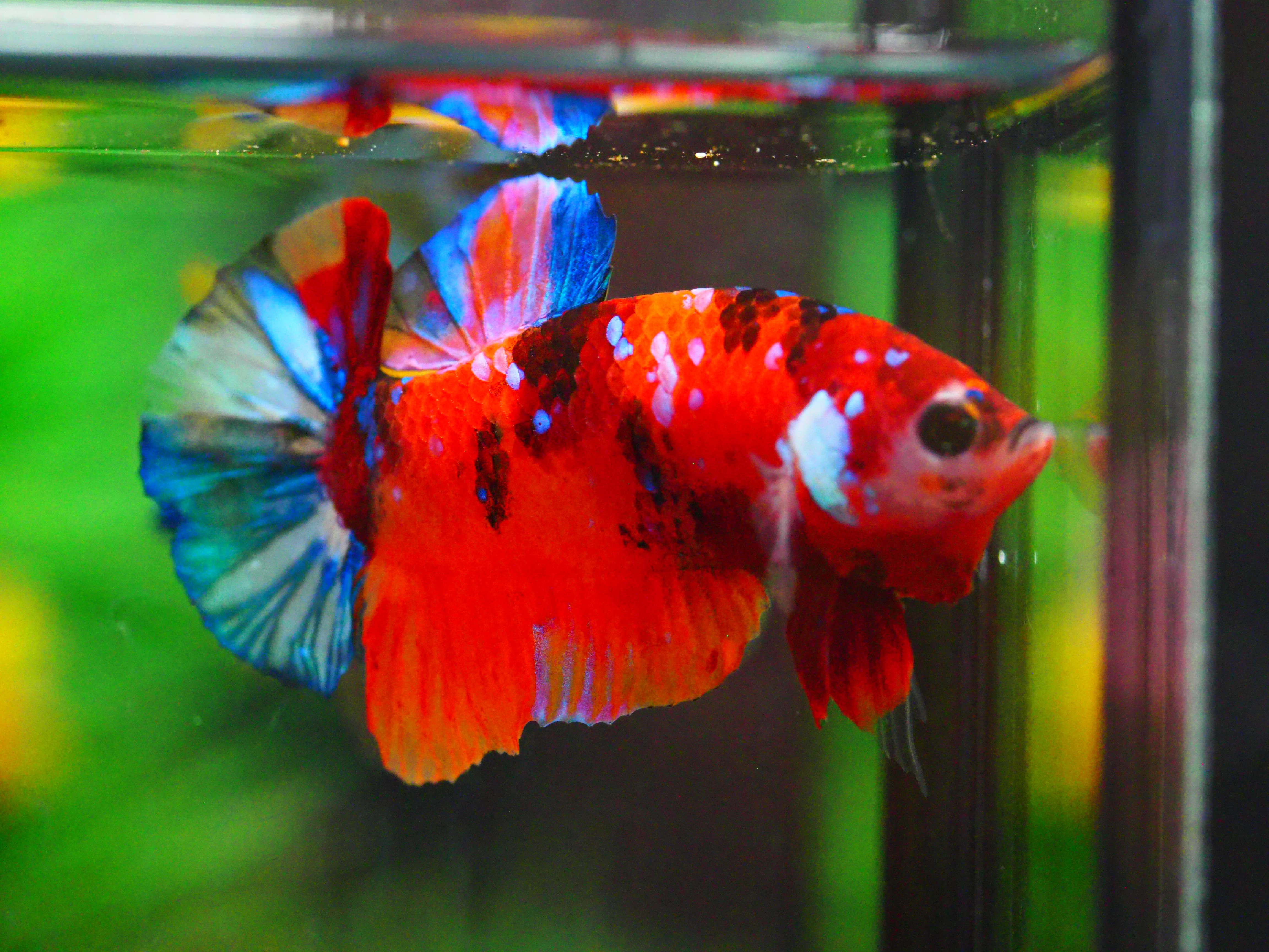 HMPK NEMO GALAXY MALE GRADE A +++