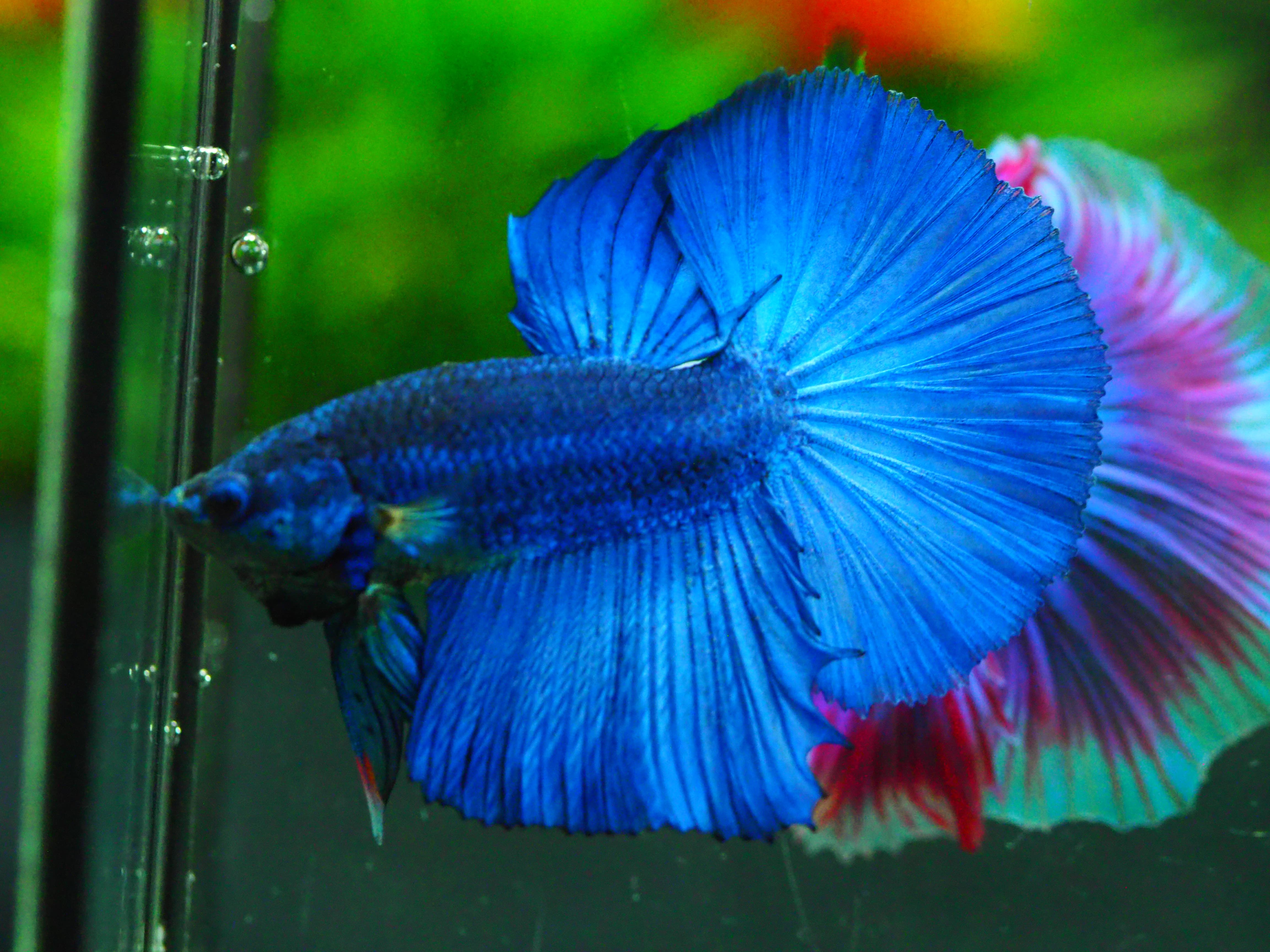 HM FANCY MALE GRADE A +++