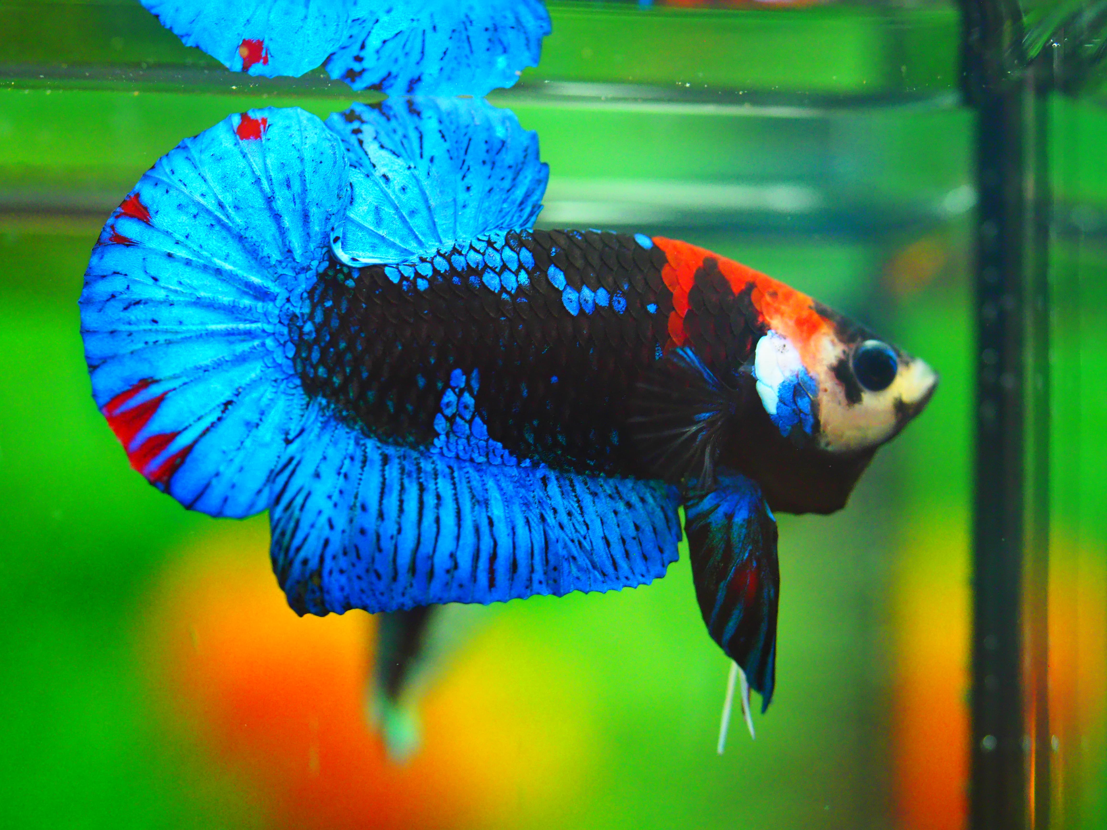 HMPK KOI GALAXY MALE GRADE A +++